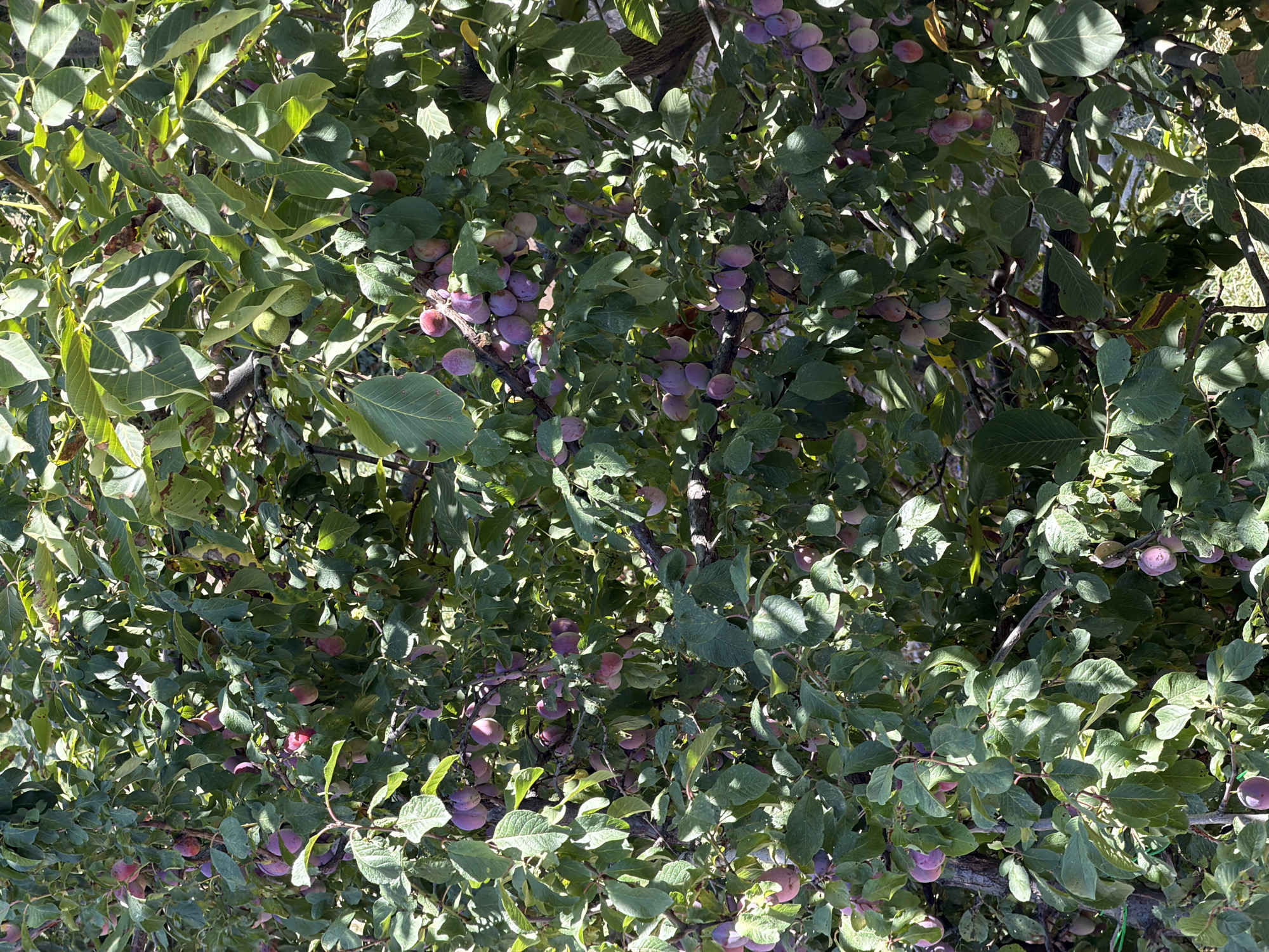 Khumsan, Uzbekistan