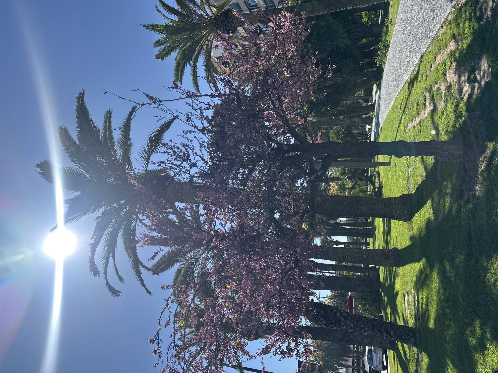 Sunny day captured at palm-lined park in Alicante