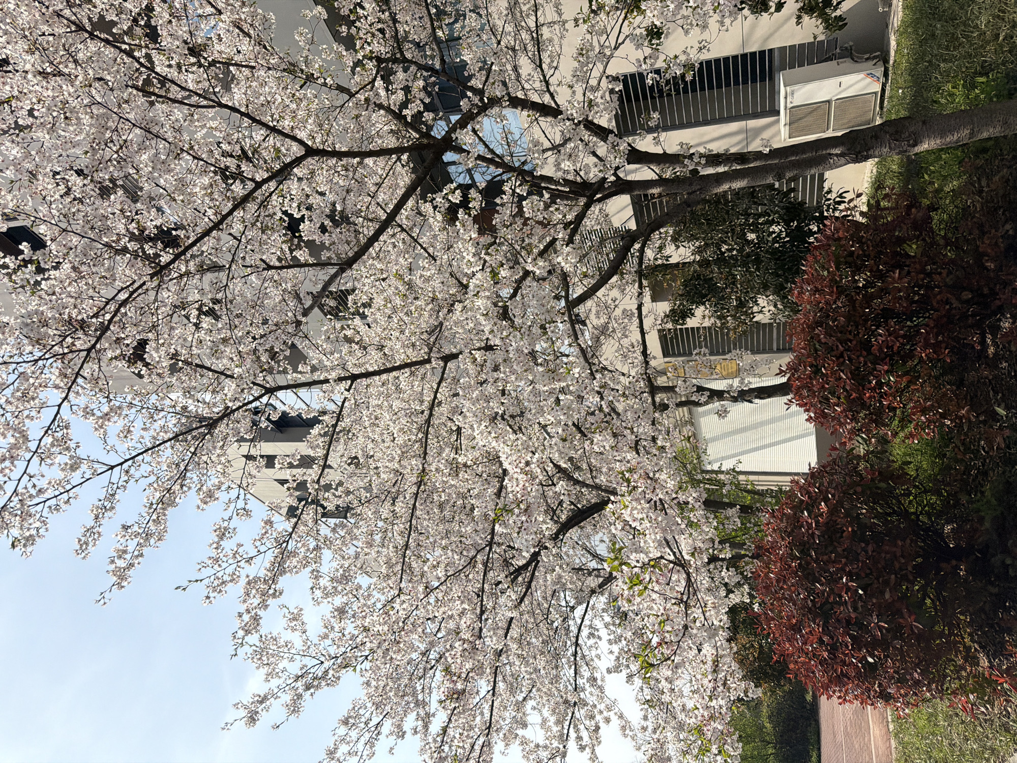 Spring blooms and urban scenes documented across Jiangning District