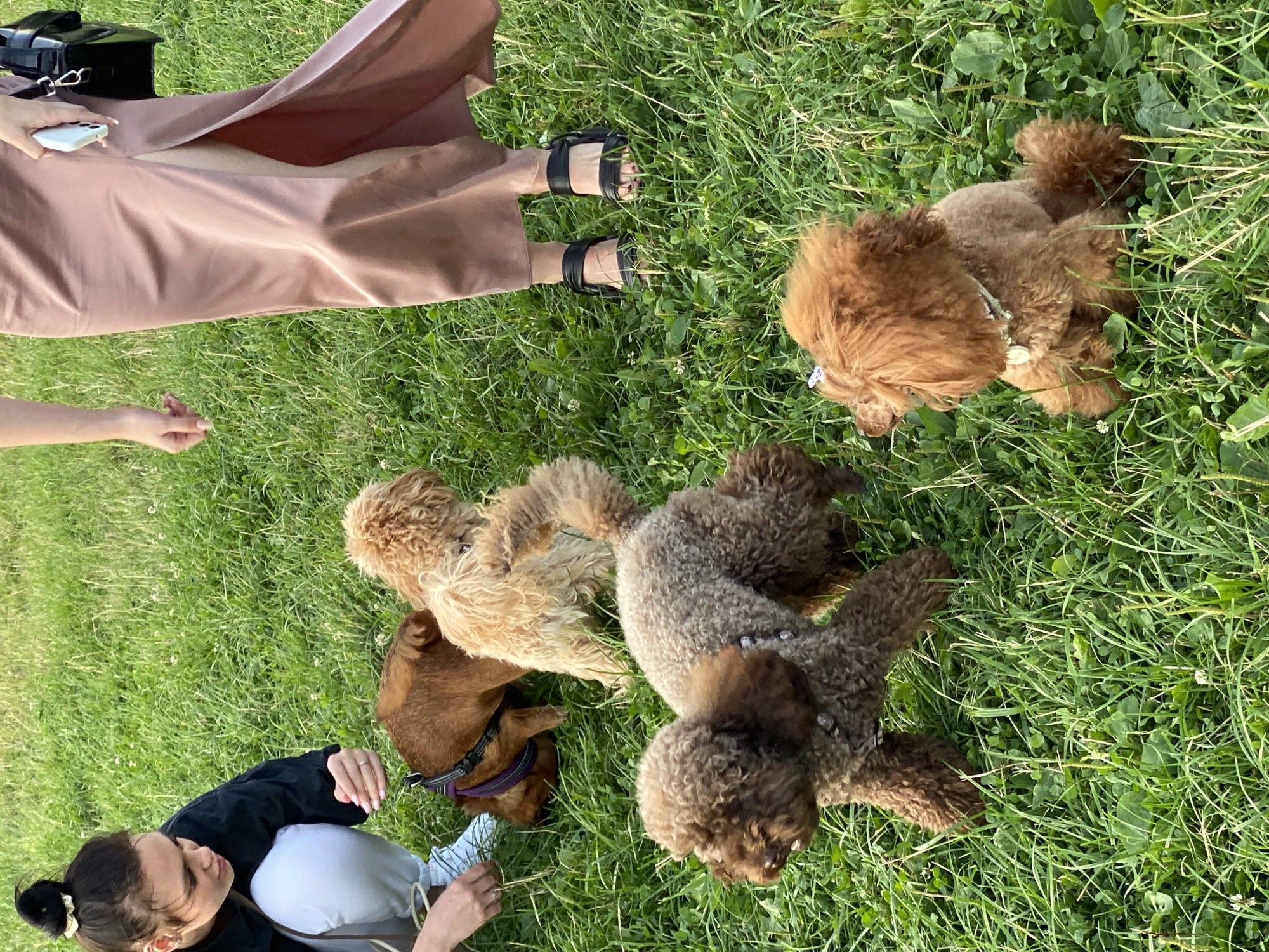 Dogs and their people on a grassy field in rural Russia