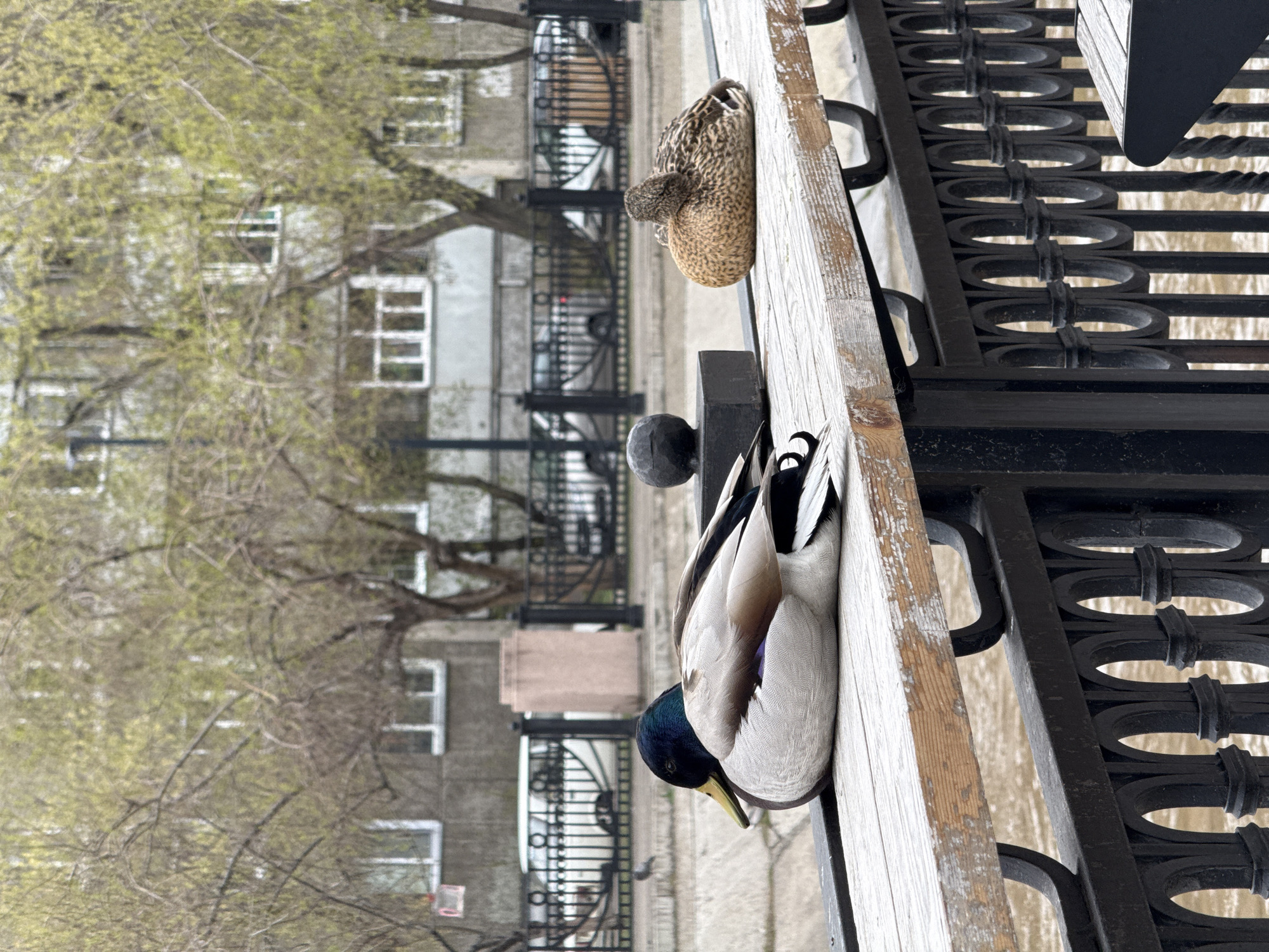 Mallard ducks rest on benches along Krasnoyarsk riverfront