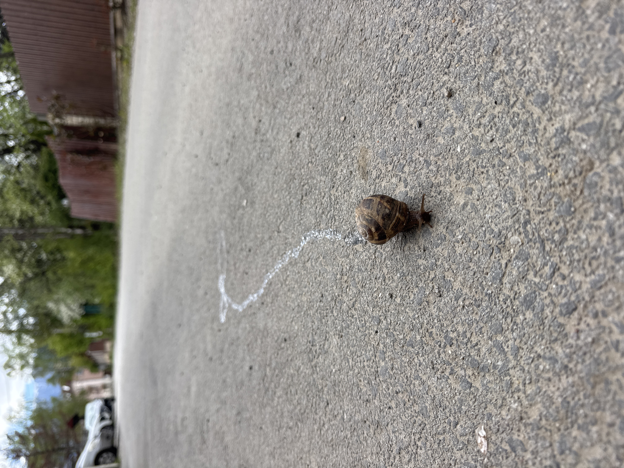 Sofia residents capture snail crossing, mealtime moments Thursday morning