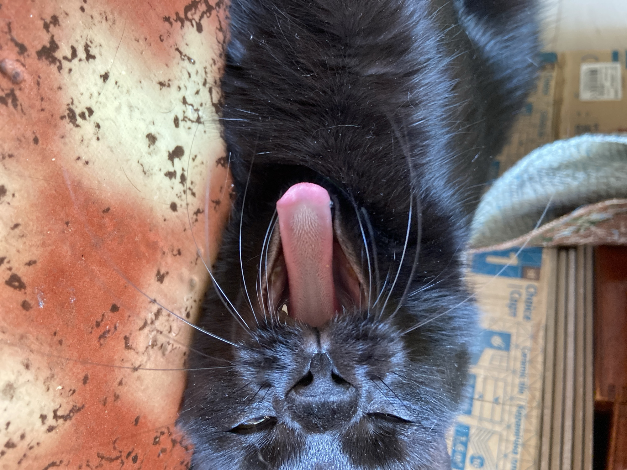 Black cat napping and lounging on a patterned orange surface