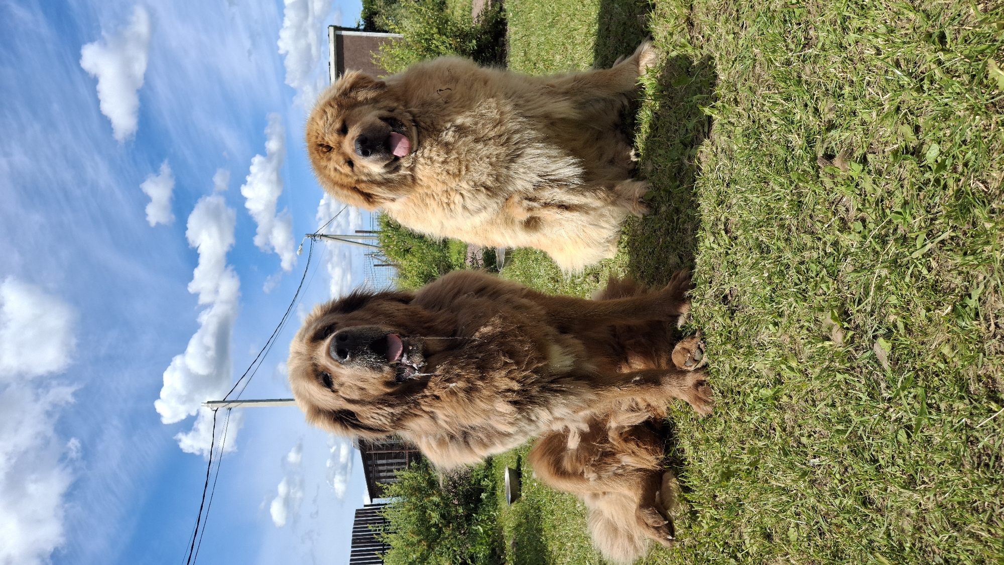 Tibetan Mastiffs relaxing outside a rural Russian property