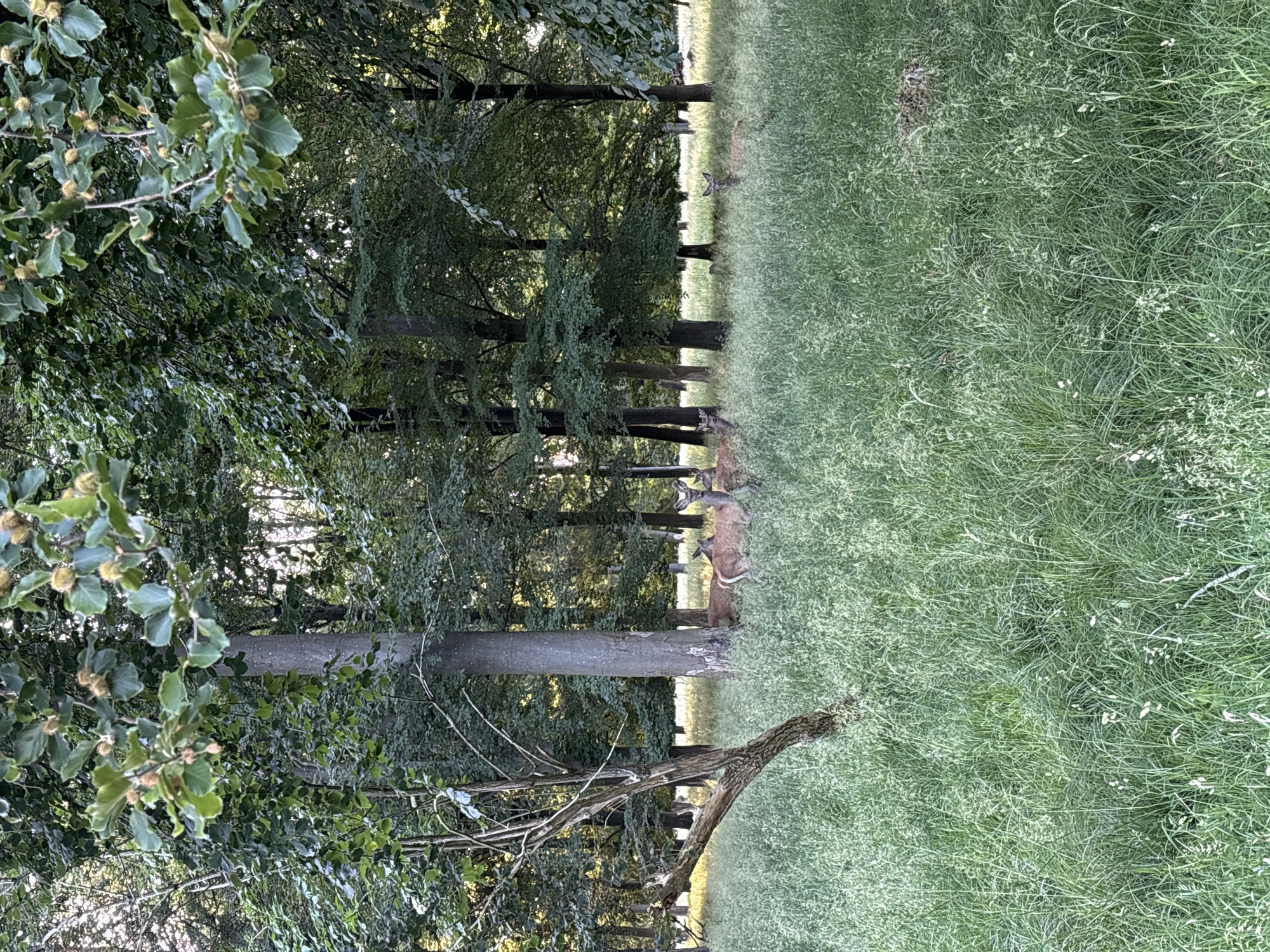 Deer, old trees, and a Baroque palace in Dyrehaven