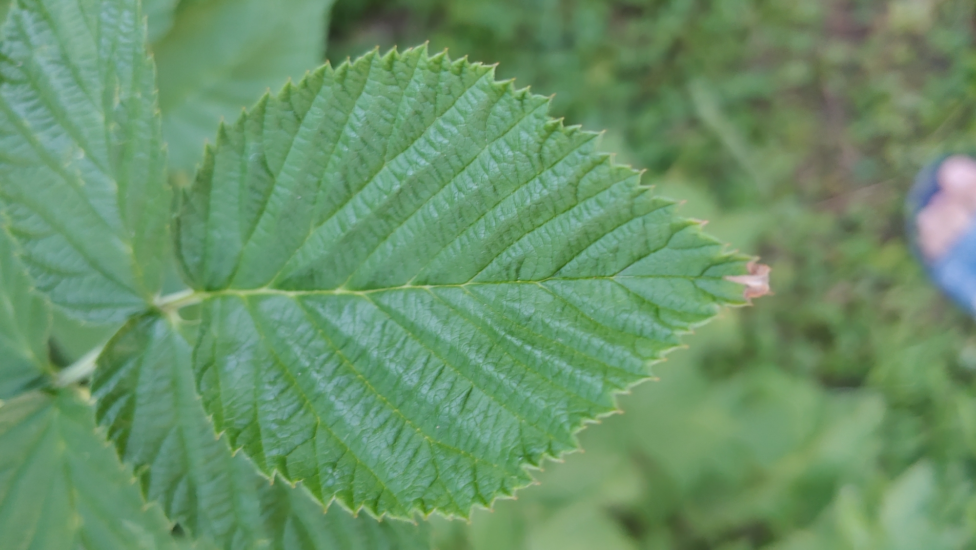 Macro details from a Ukrainian backyard: fruits, leaves, and cut wood