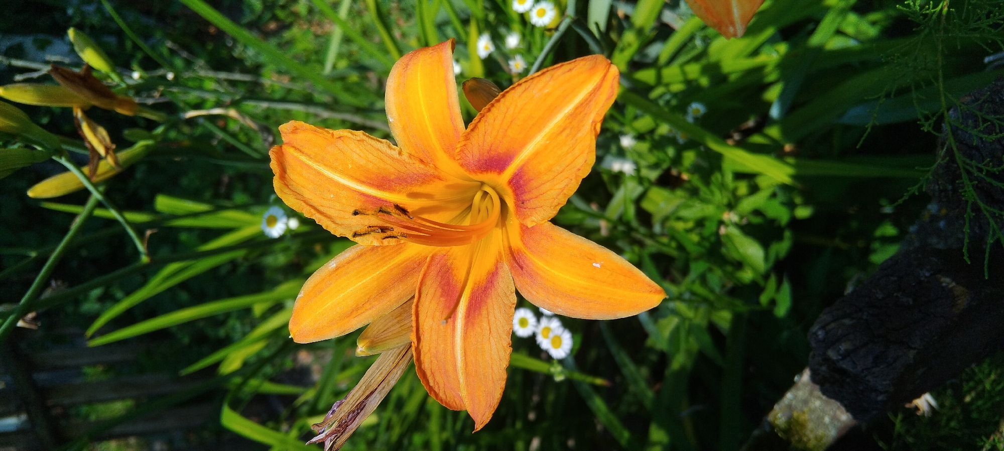 Garden flowers, cloudy skies, and backyard details in rural Ukraine
