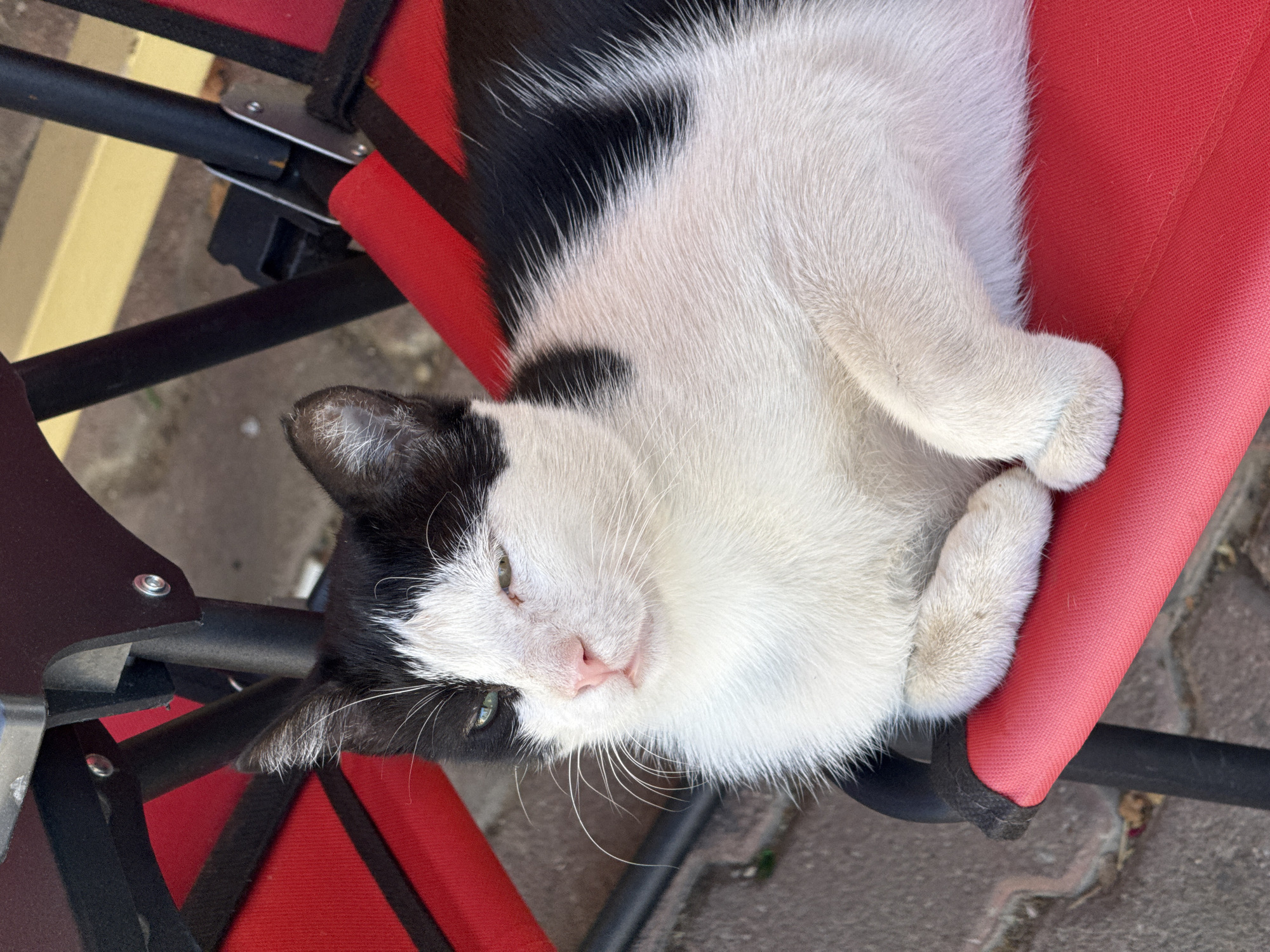 Black and white cat lounging on a red chair in Menderes