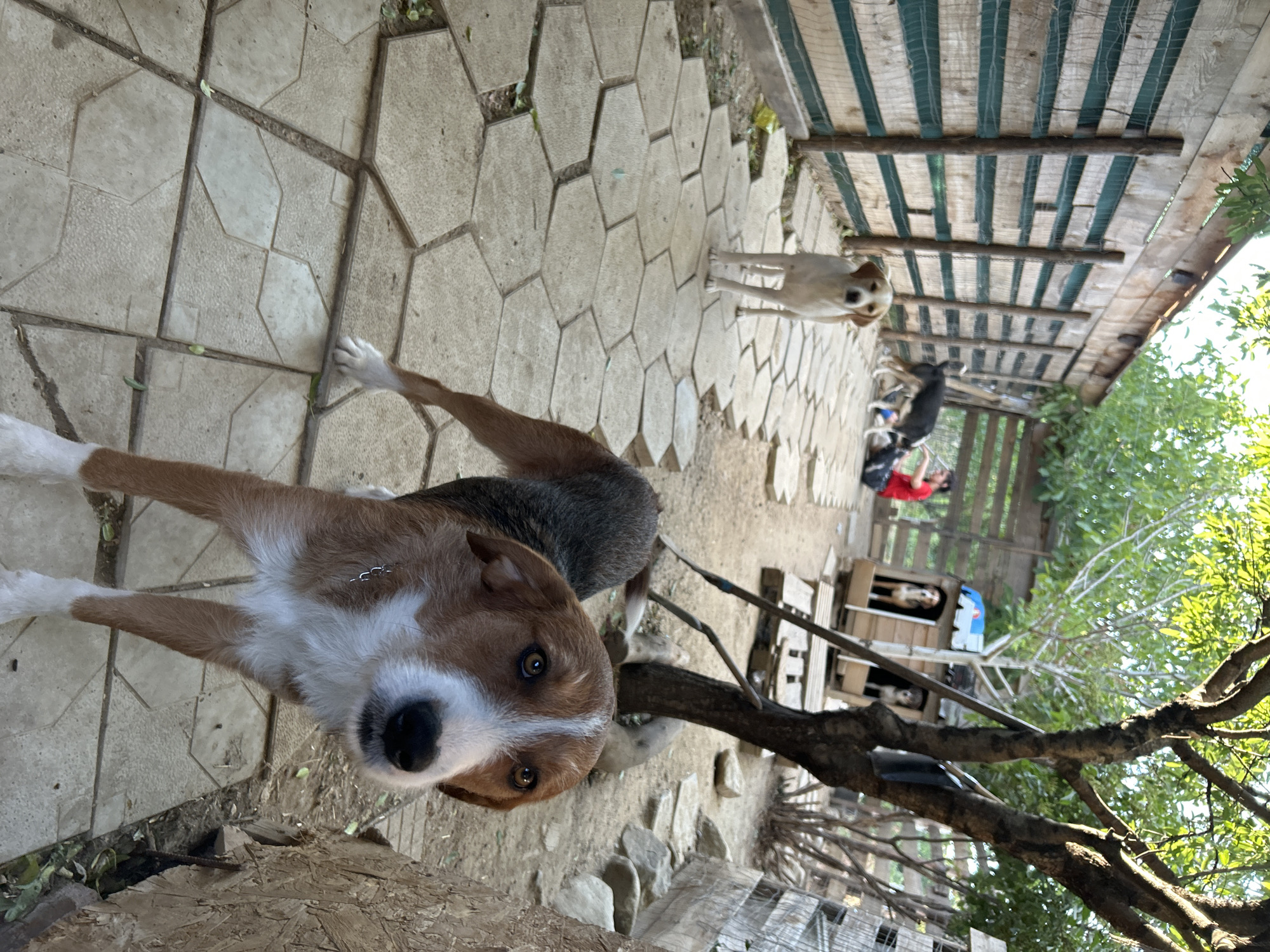 Dogs at rest and play in a rural Bulgarian backyard