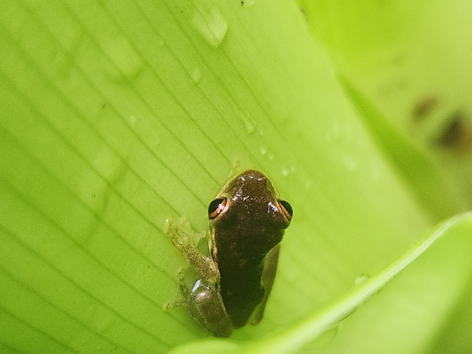 Frogs and wet flora fill a Florida garden after rain