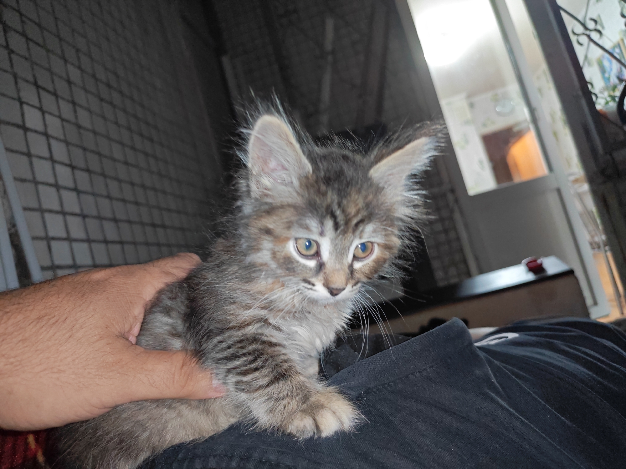 Kitten photos and random indoor shots from Tolyatti