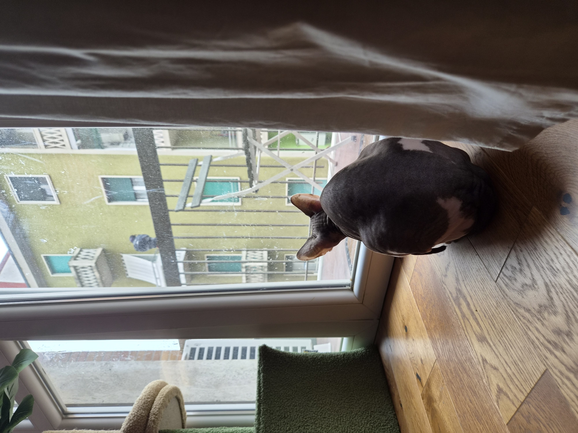 Sphynx cat watches pigeon from Milan apartment window