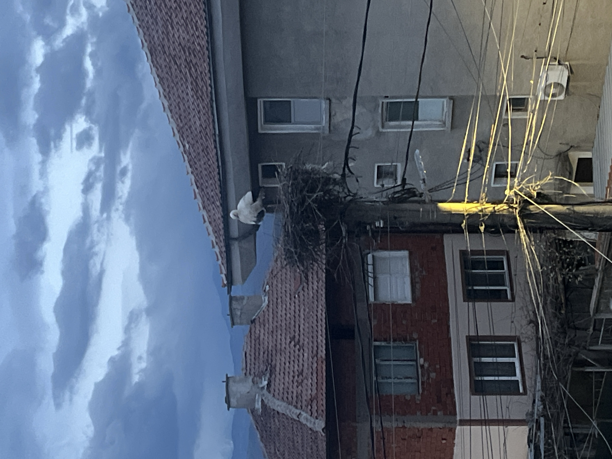 Stork spotted at nest on utility pole in Bulgaria