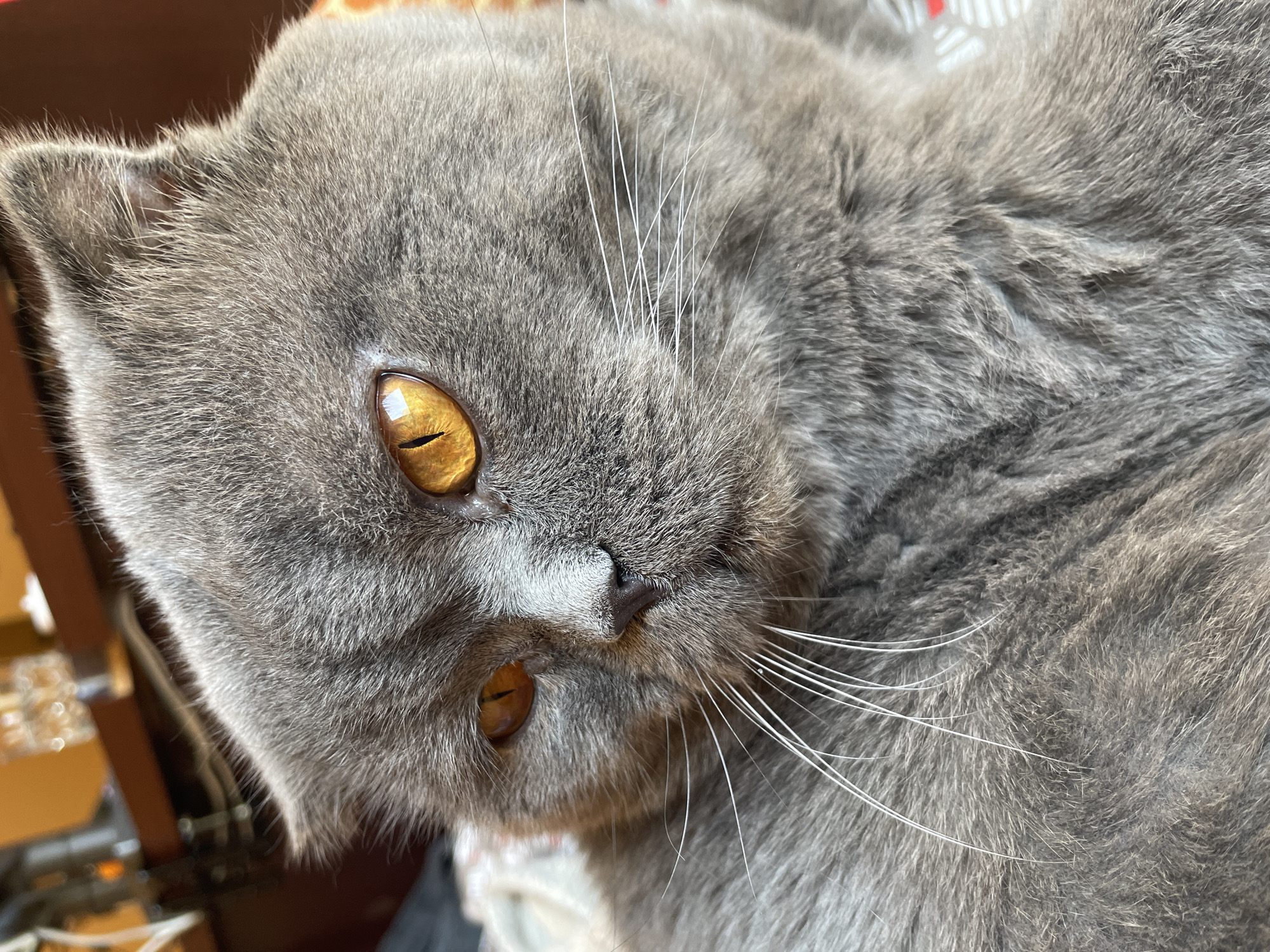 Cat cuddles and city strolls documented in 90-minute memory sequence