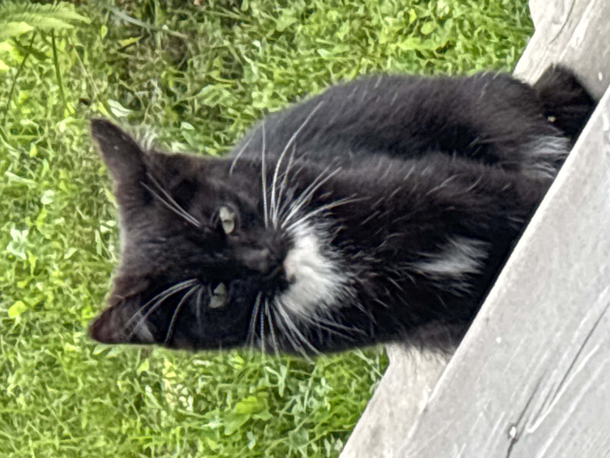 Black and white cat lounging on a wooden deck in Zvenigorod