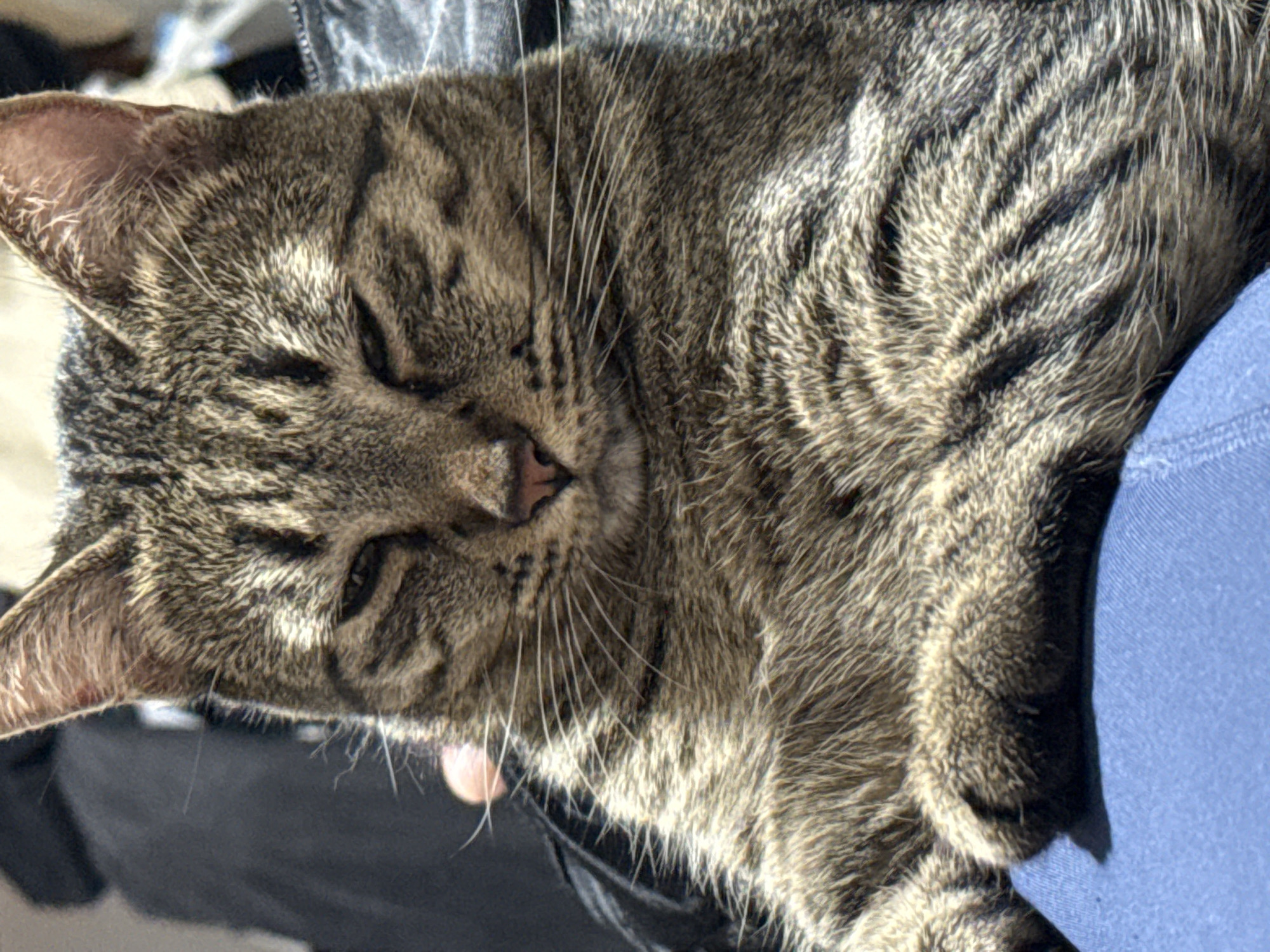 Woman and tabby cat share quiet morning moments in Puebla