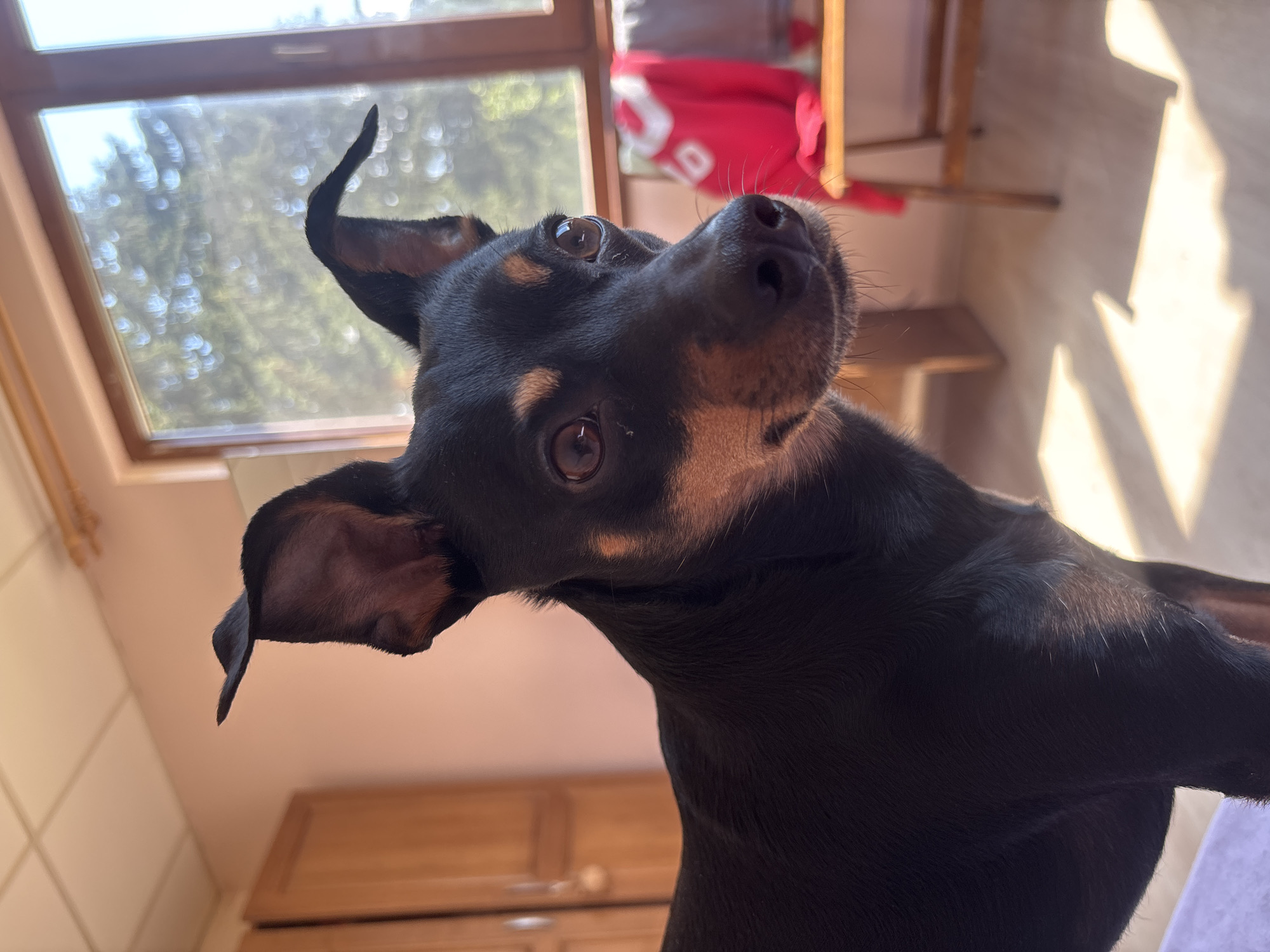 Miniature Pinscher hanging out at home on a patterned mat