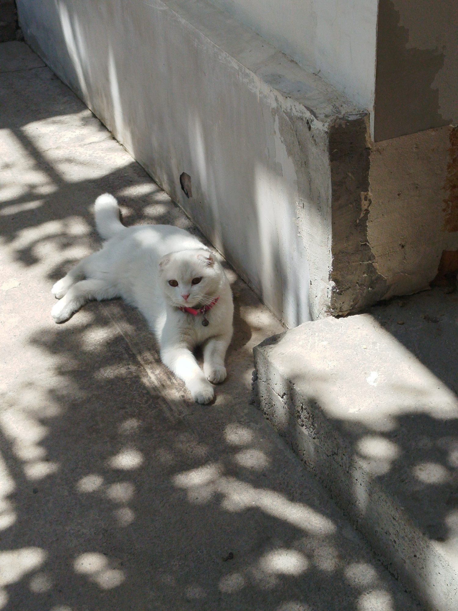 Scottish Fold cat lounging around a Tashkent courtyard