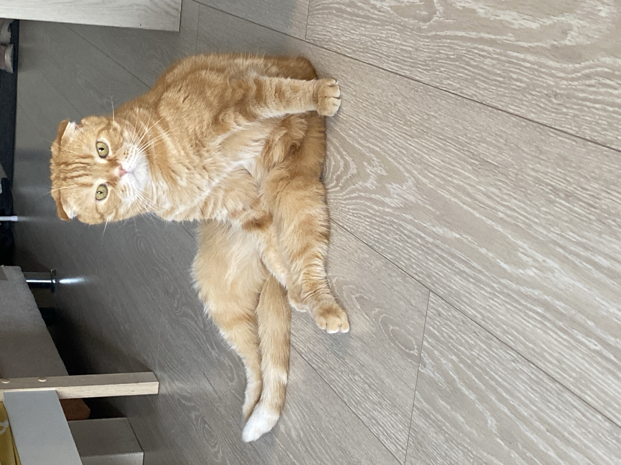 Ginger Scottish Fold cat documented during morning routine in Tyumen