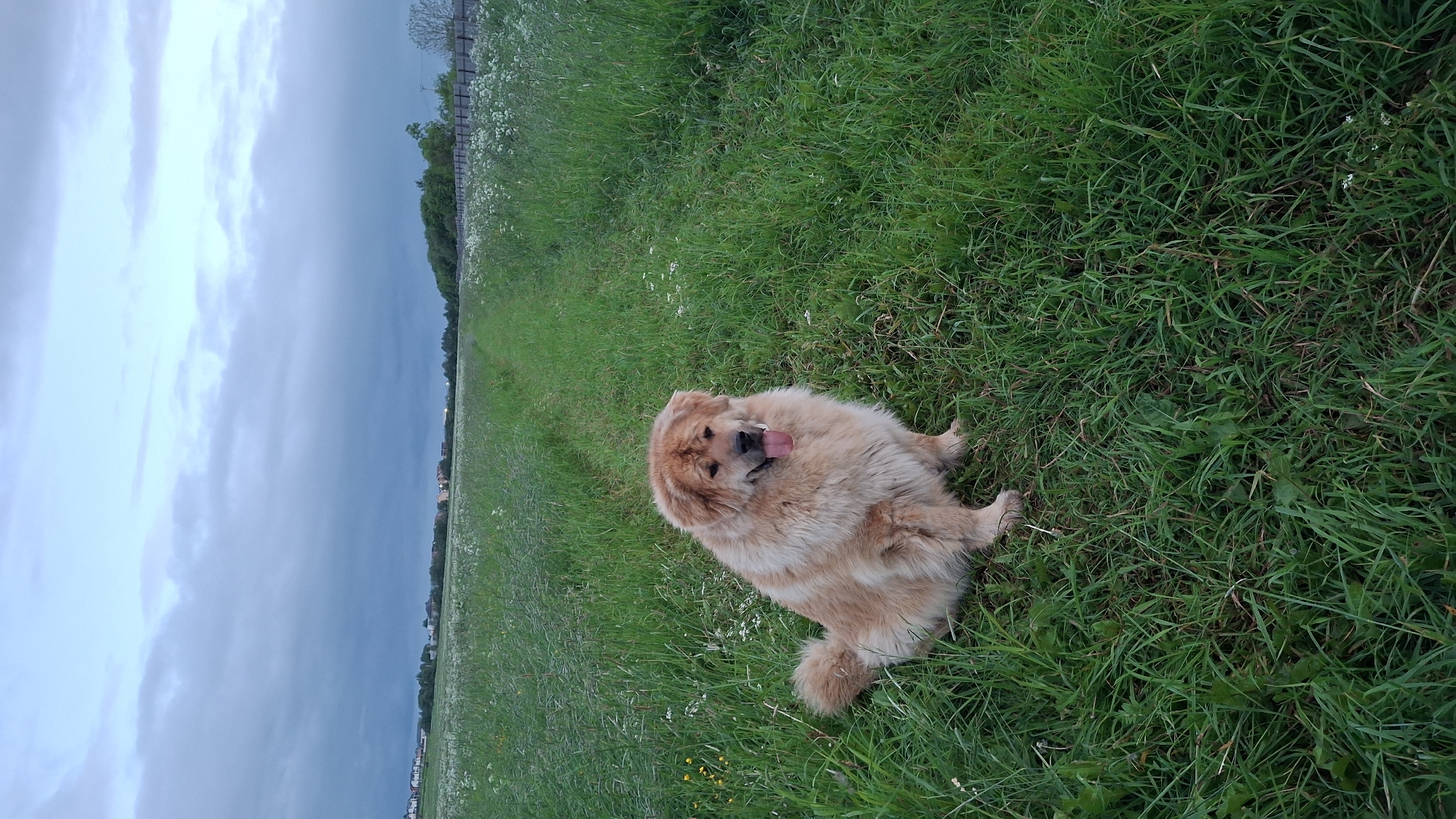 Fluffy brown dog spotted across Russian countryside fields