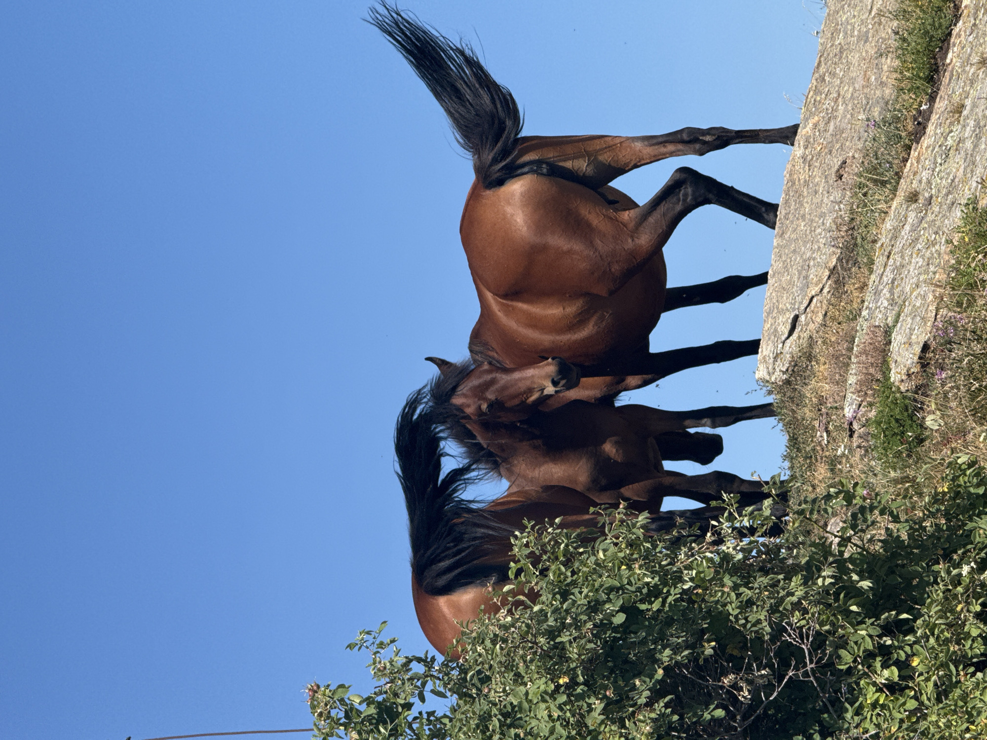 Horses on a Bulgarian hilltop, wide open skies above