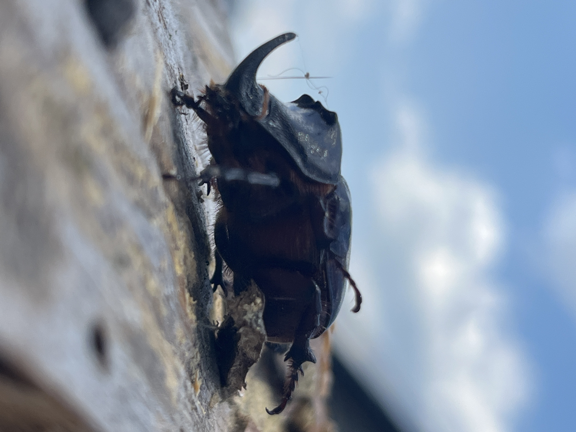 Rhinoceros beetle and backyard dogs in Dnipro