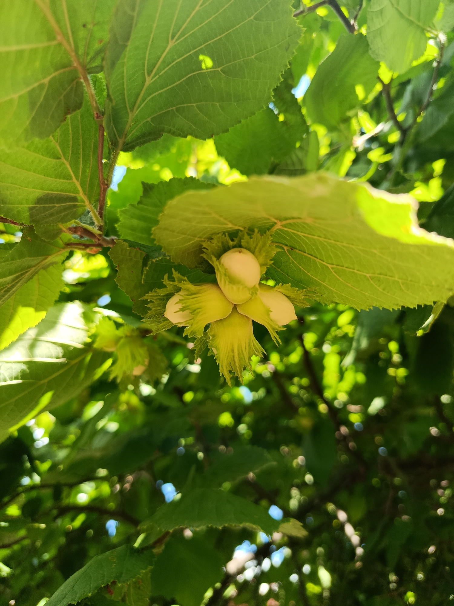 A Moldovan garden in full mid-summer growth