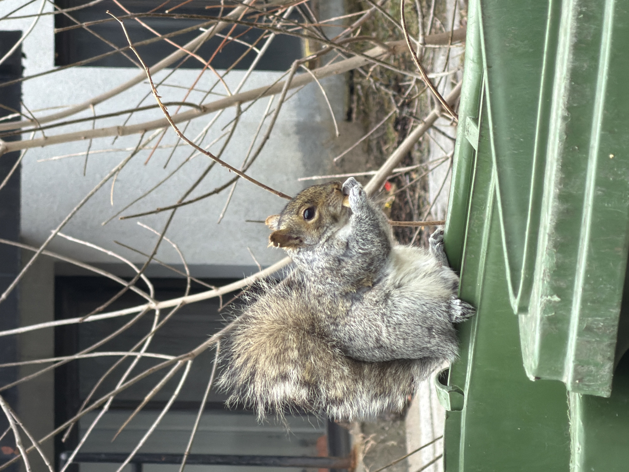 Squirrels forage and play in Montreal neighborhood spring afternoon