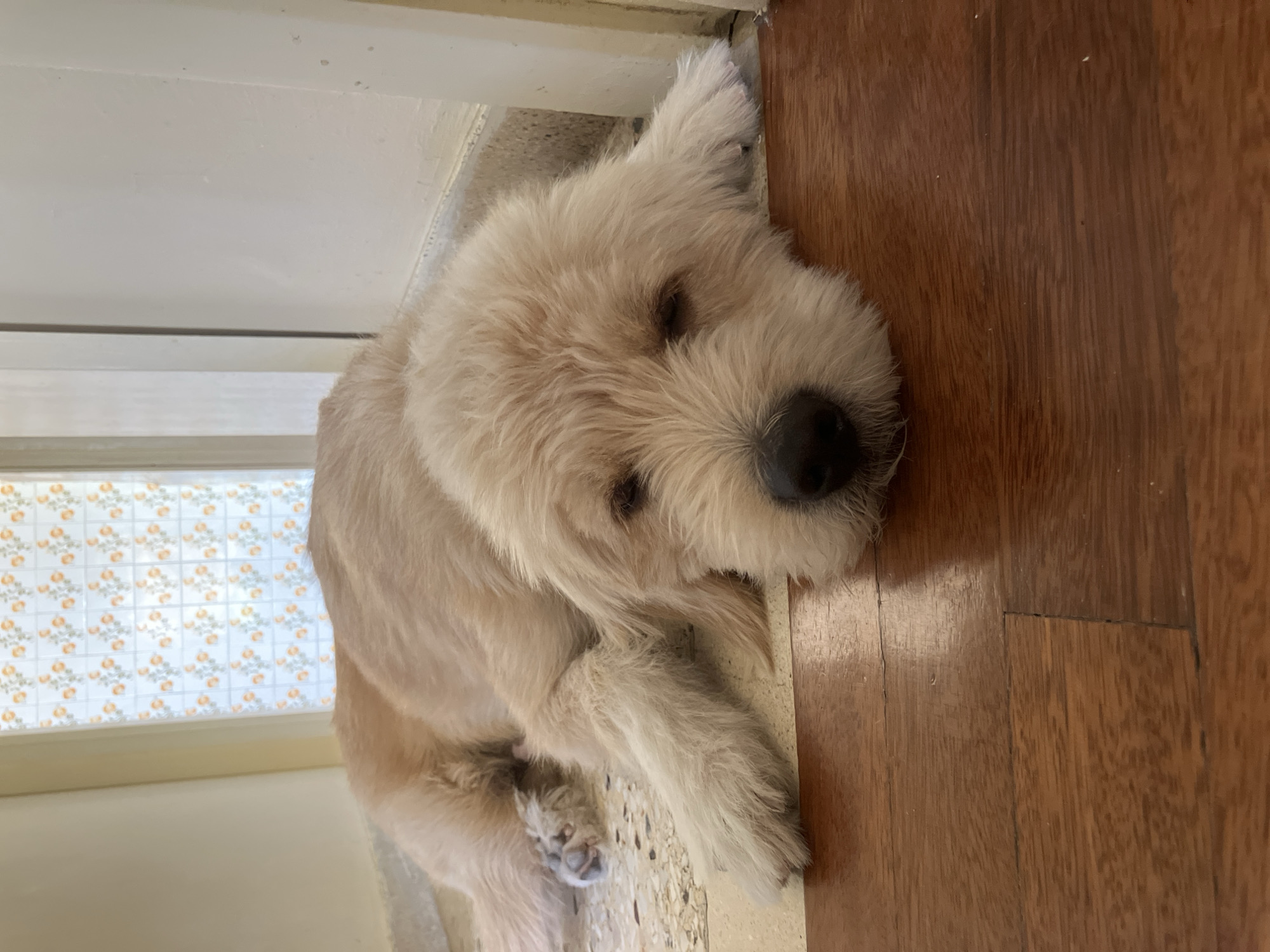 Fluffy dog napping on a wood and terrazzo floor in Paleo Faliro