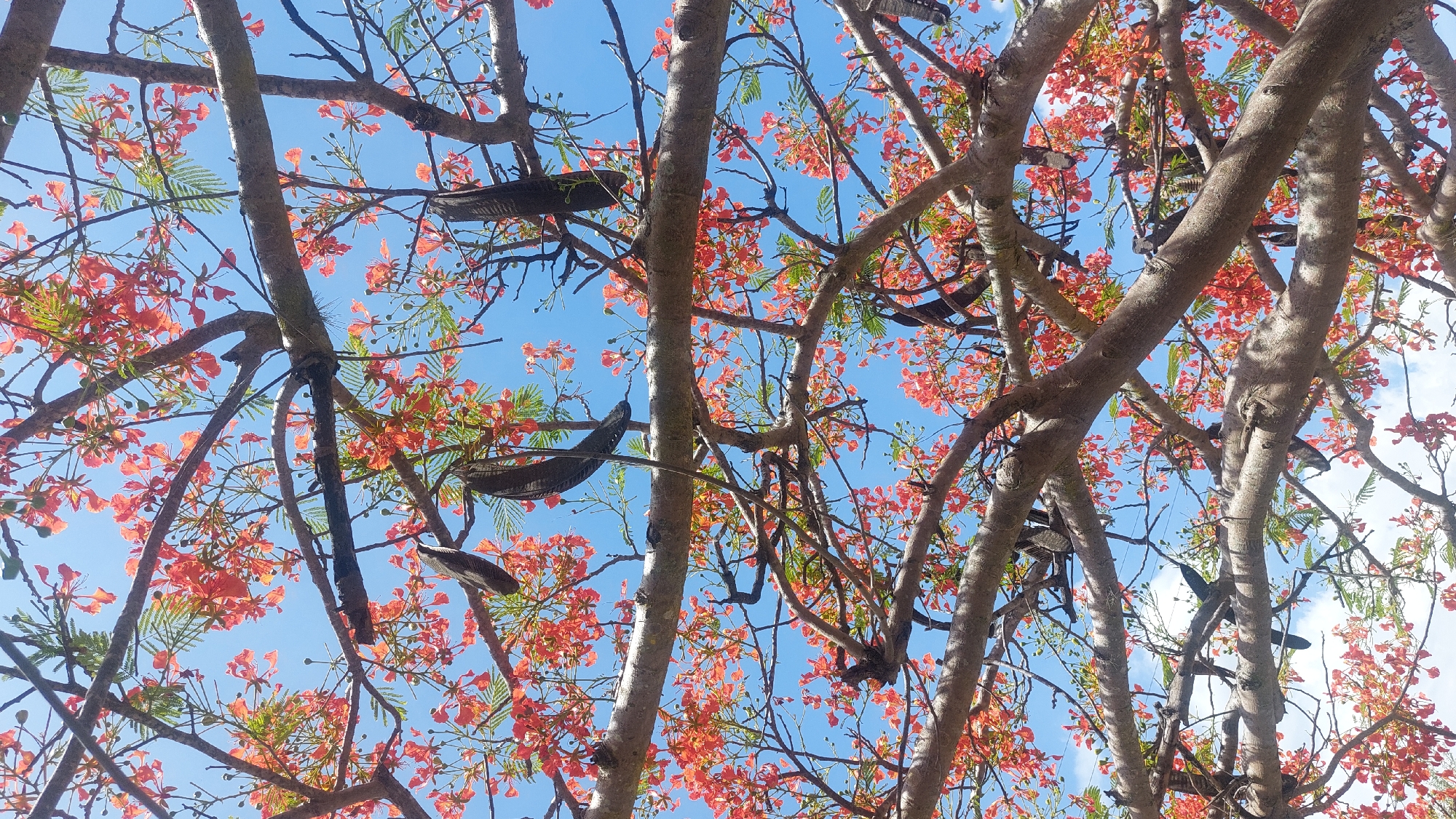 Flamboyant tree blooms brighten San Diego Venezuela street