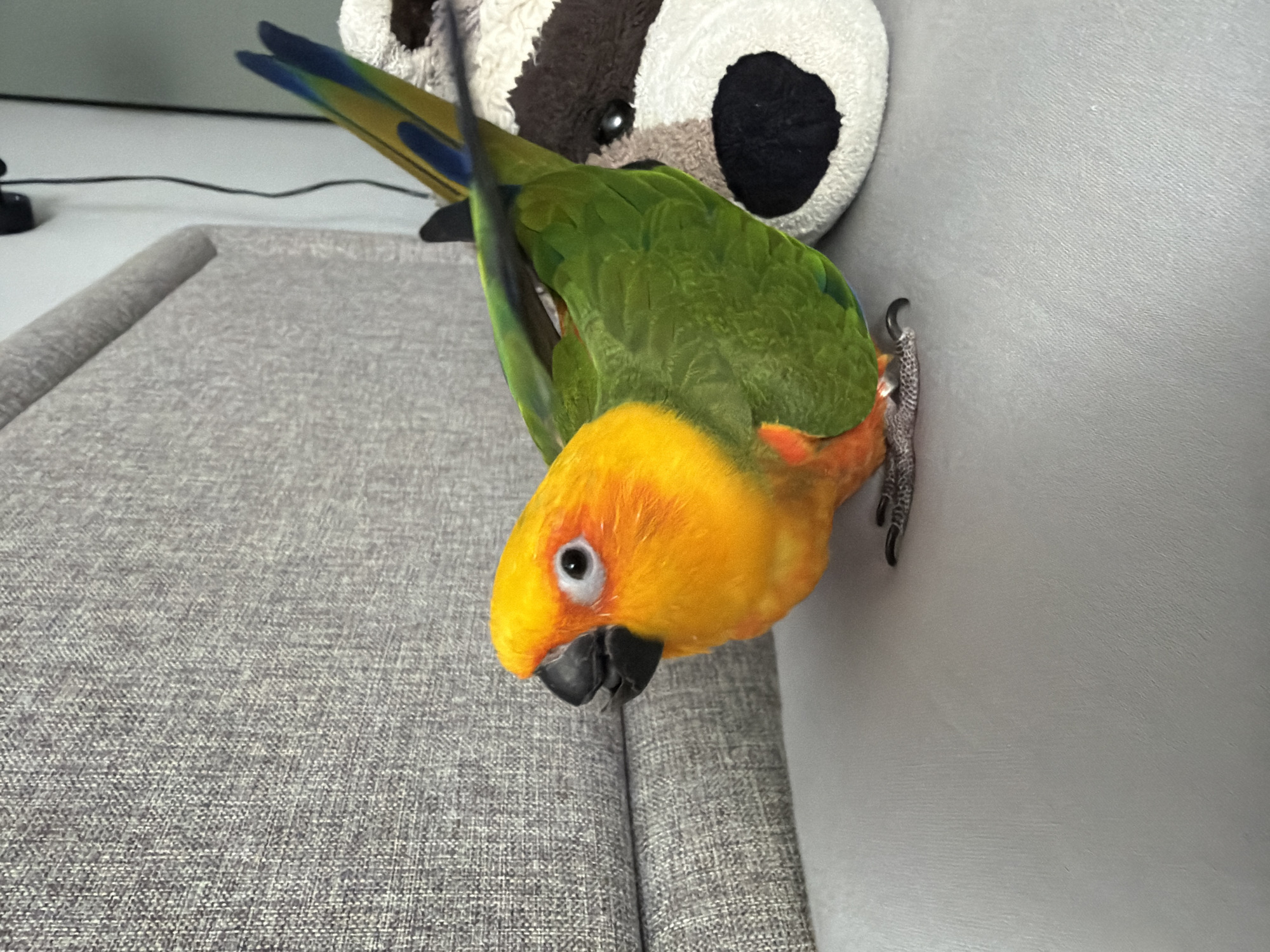 Morning domestic moments with parrot and child in Khimki
