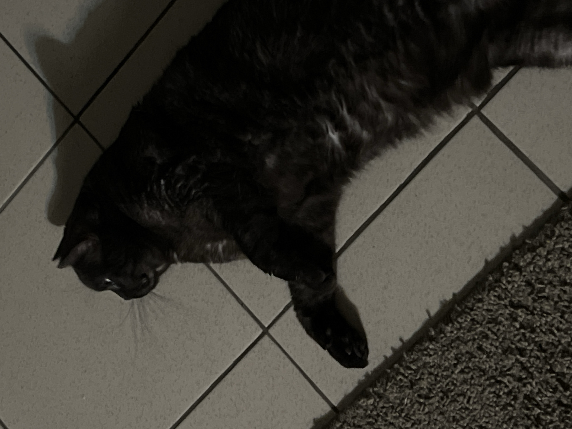 Black cat's evening playtime documented in Kazan home