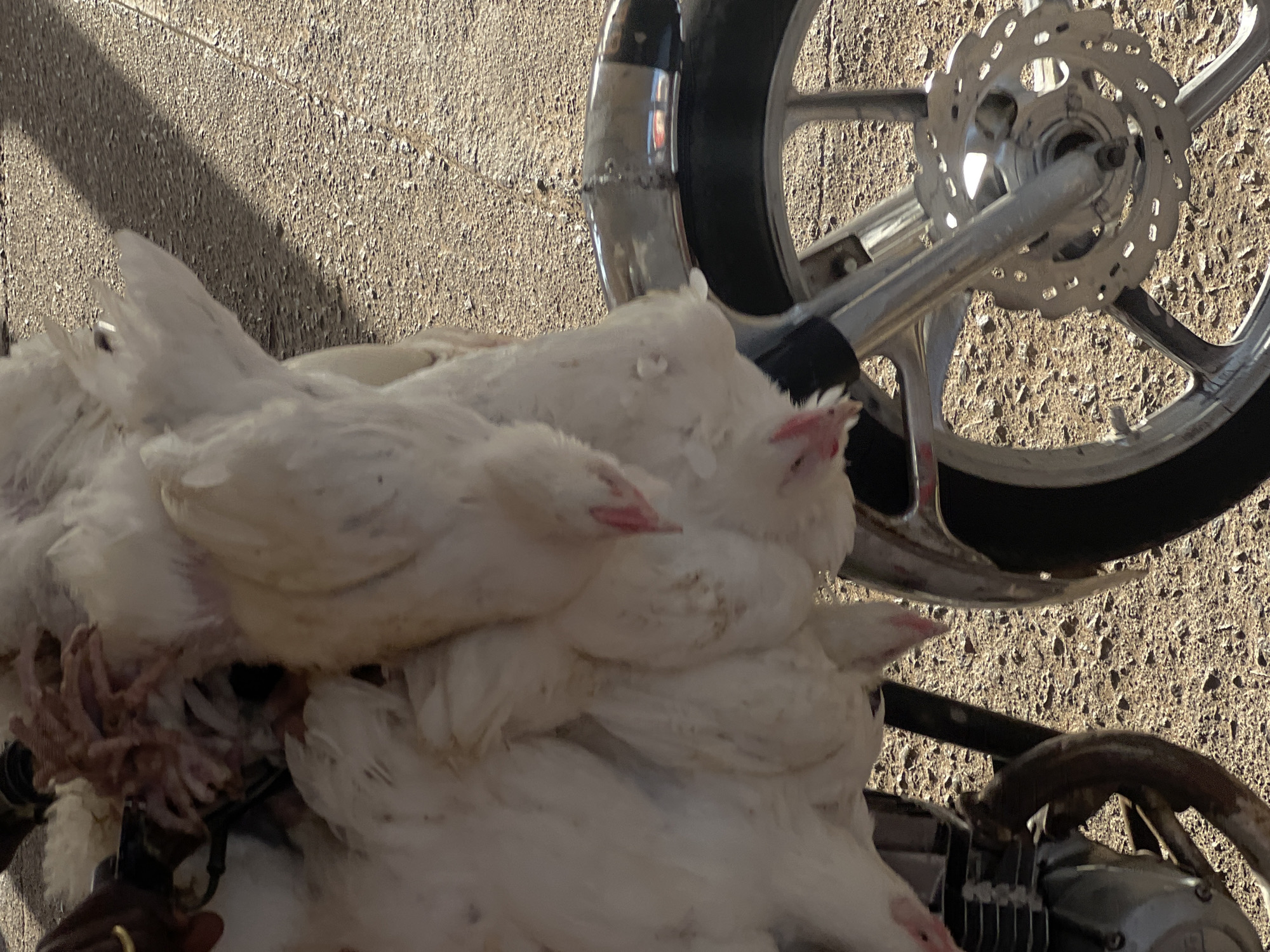 White chickens stacked by motorcycle in Gura Top, Nigeria