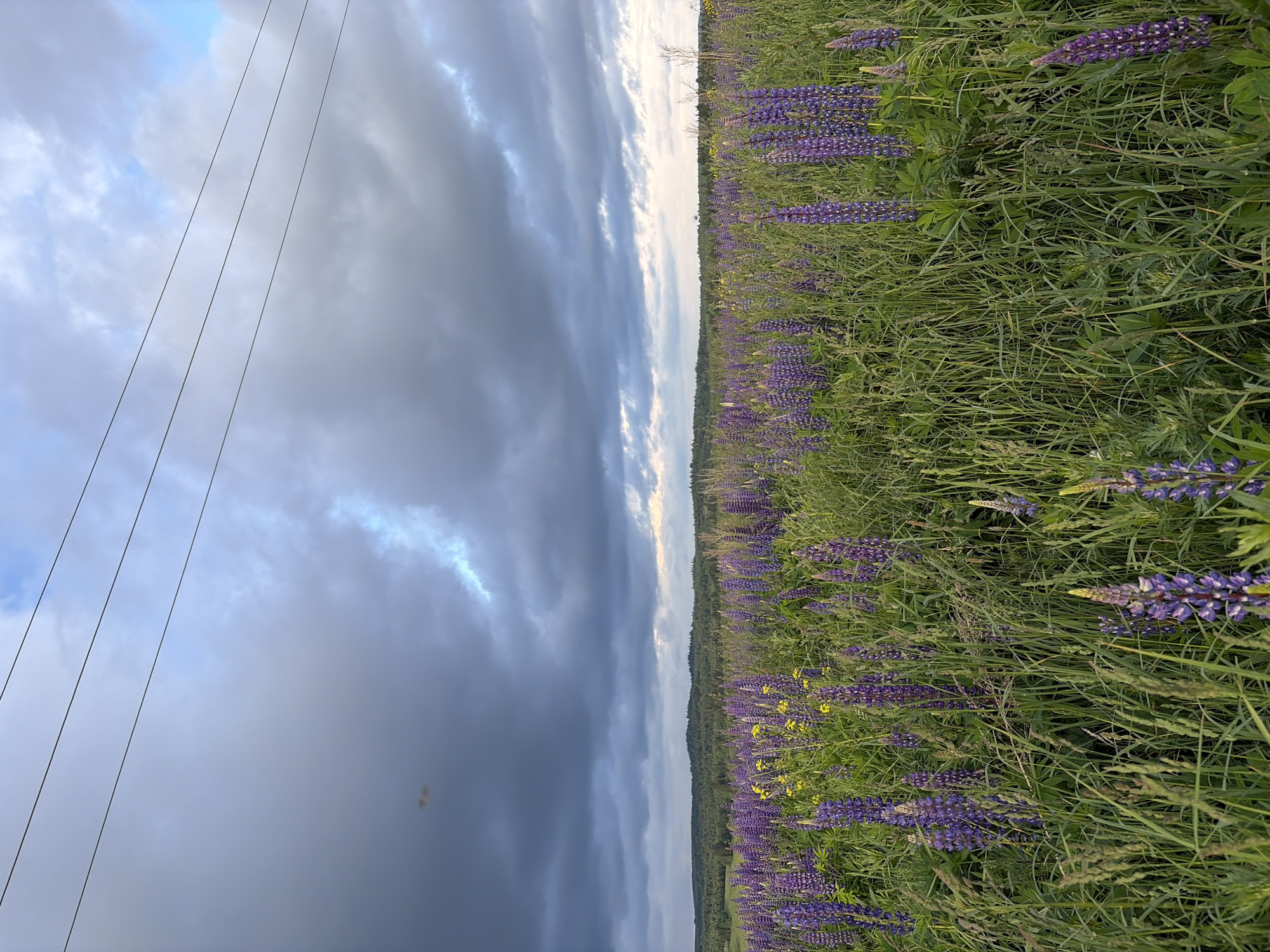 Purple lupine fields bloom under dramatic skies in Russia