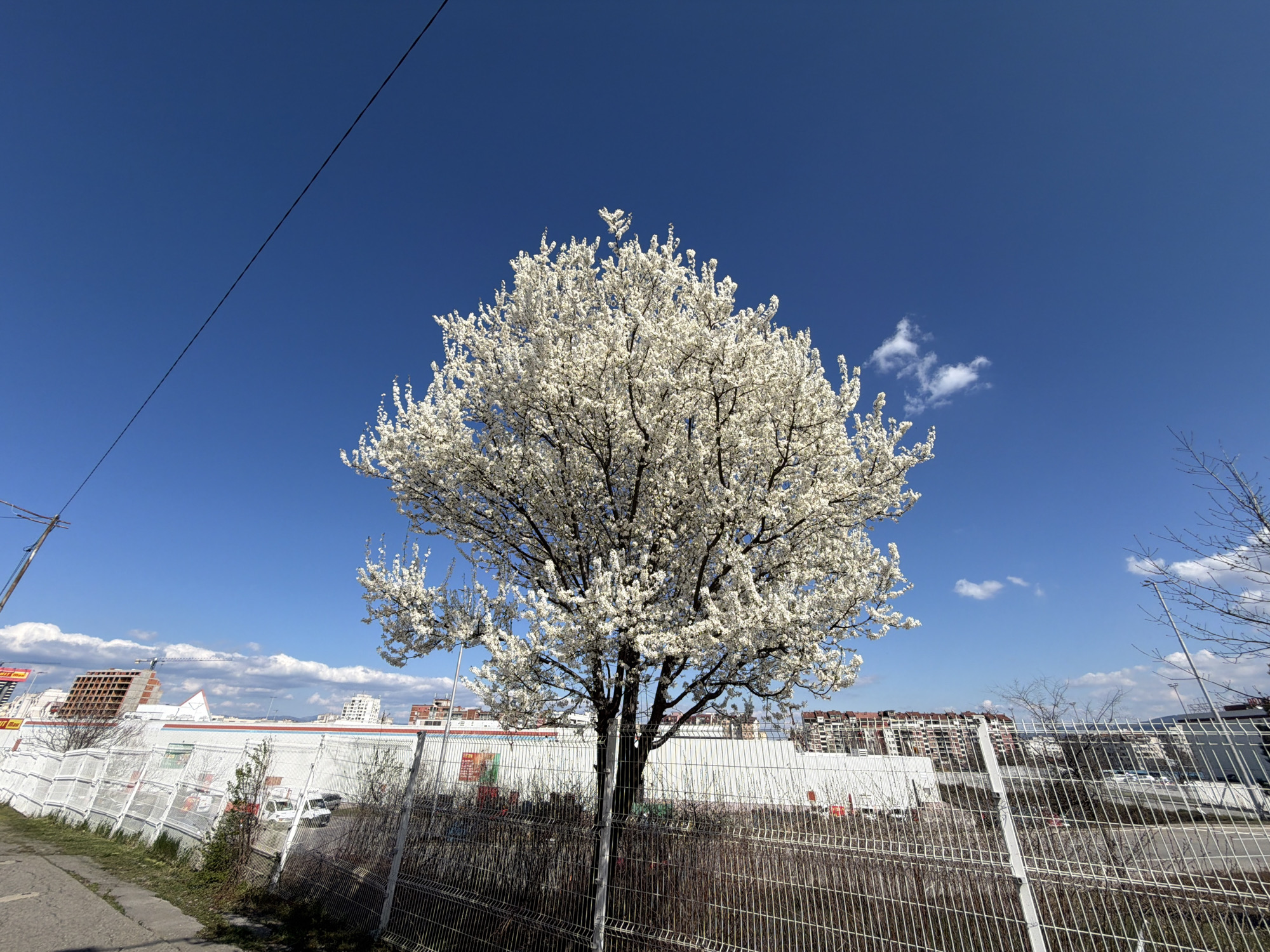 Spring blossoms frame urban development in Sofia