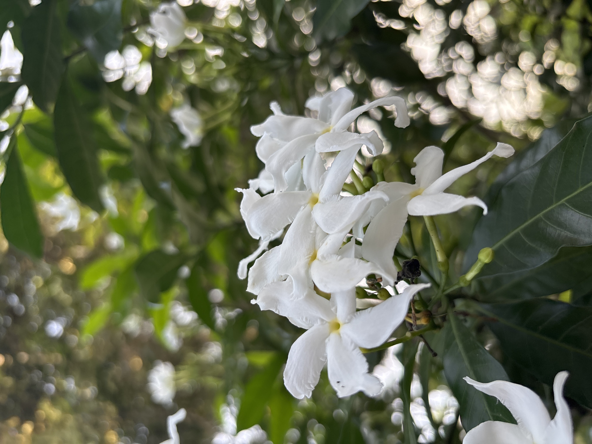 White jasmine flowers bloom in Cutneuheun, Indonesia