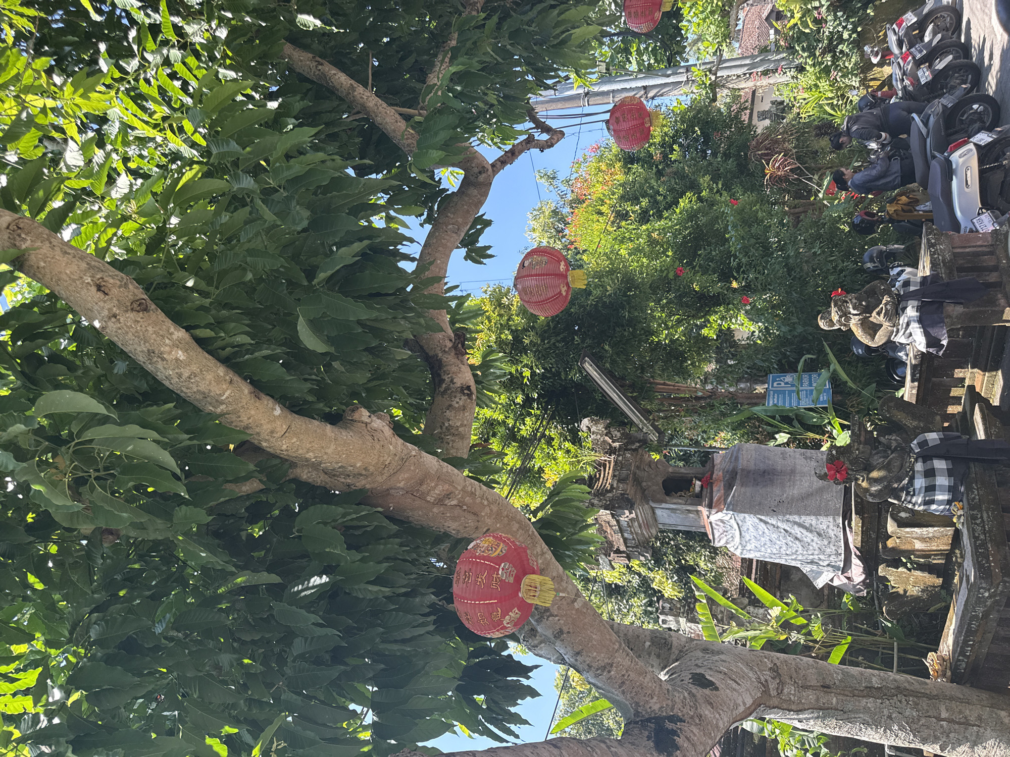 Motorcyclist spotted near decorated tree in Petulu, Indonesia