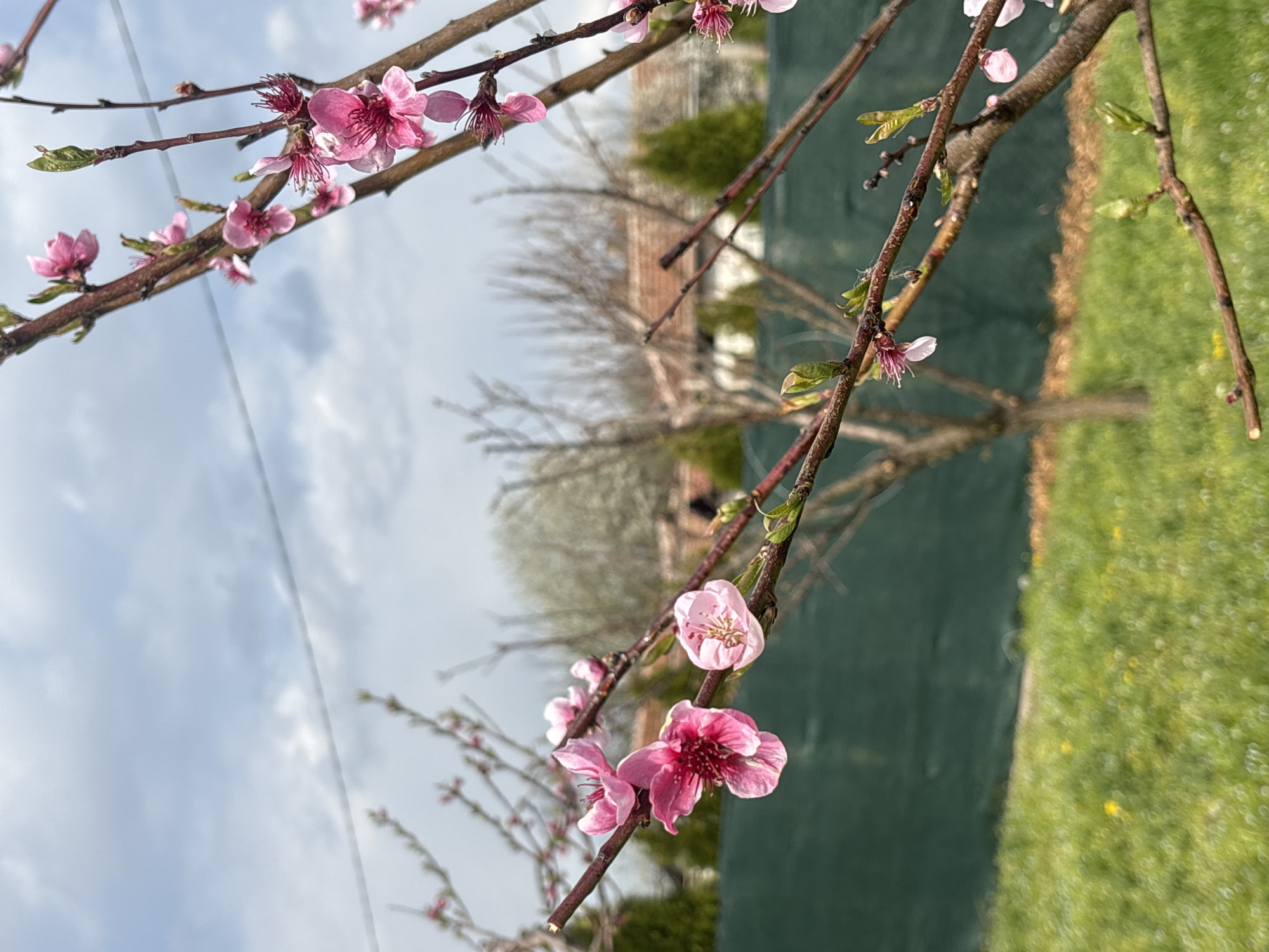 Dog and spring blossoms documented in Bulgarian village yard
