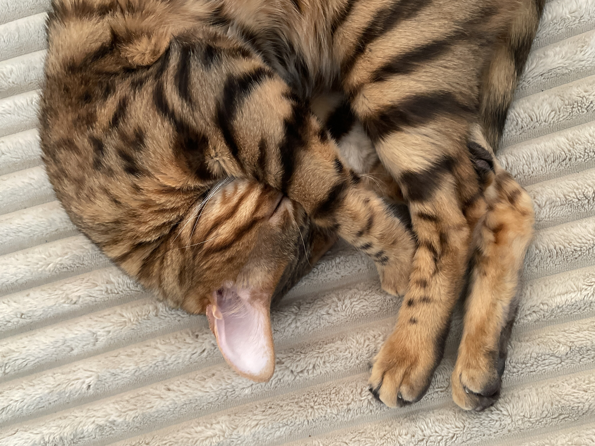 Bengal cat asleep on a cream blanket, multiple angles