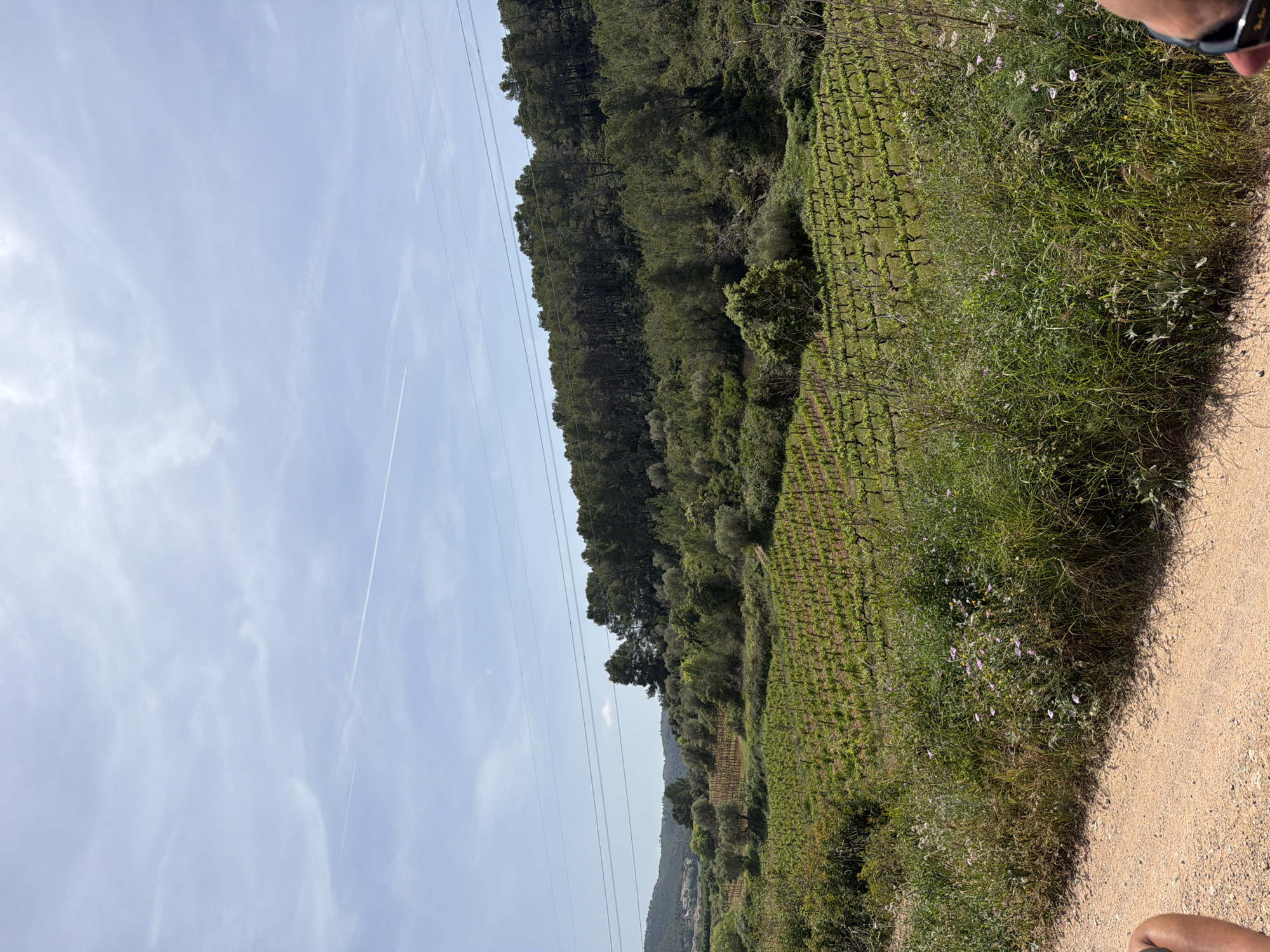 Vineyard landscape observed in Bonastre, Spain
