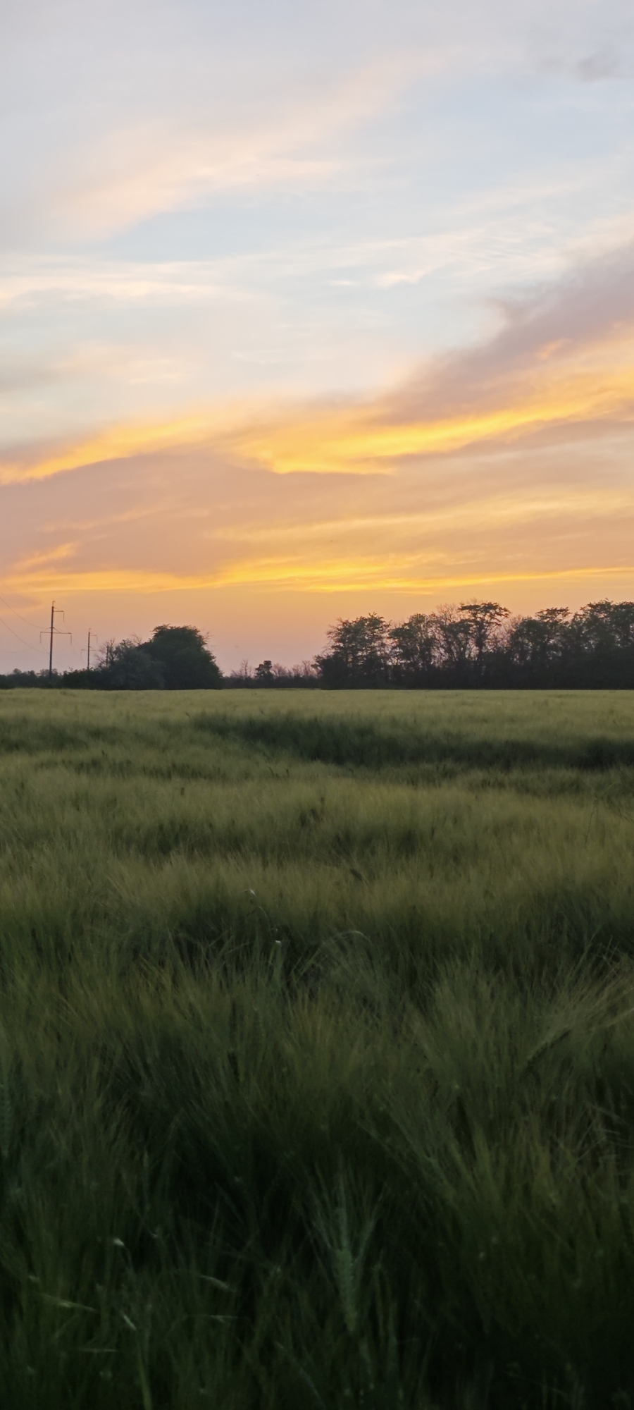Evening stroll through Russian wheat fields captured at sunset