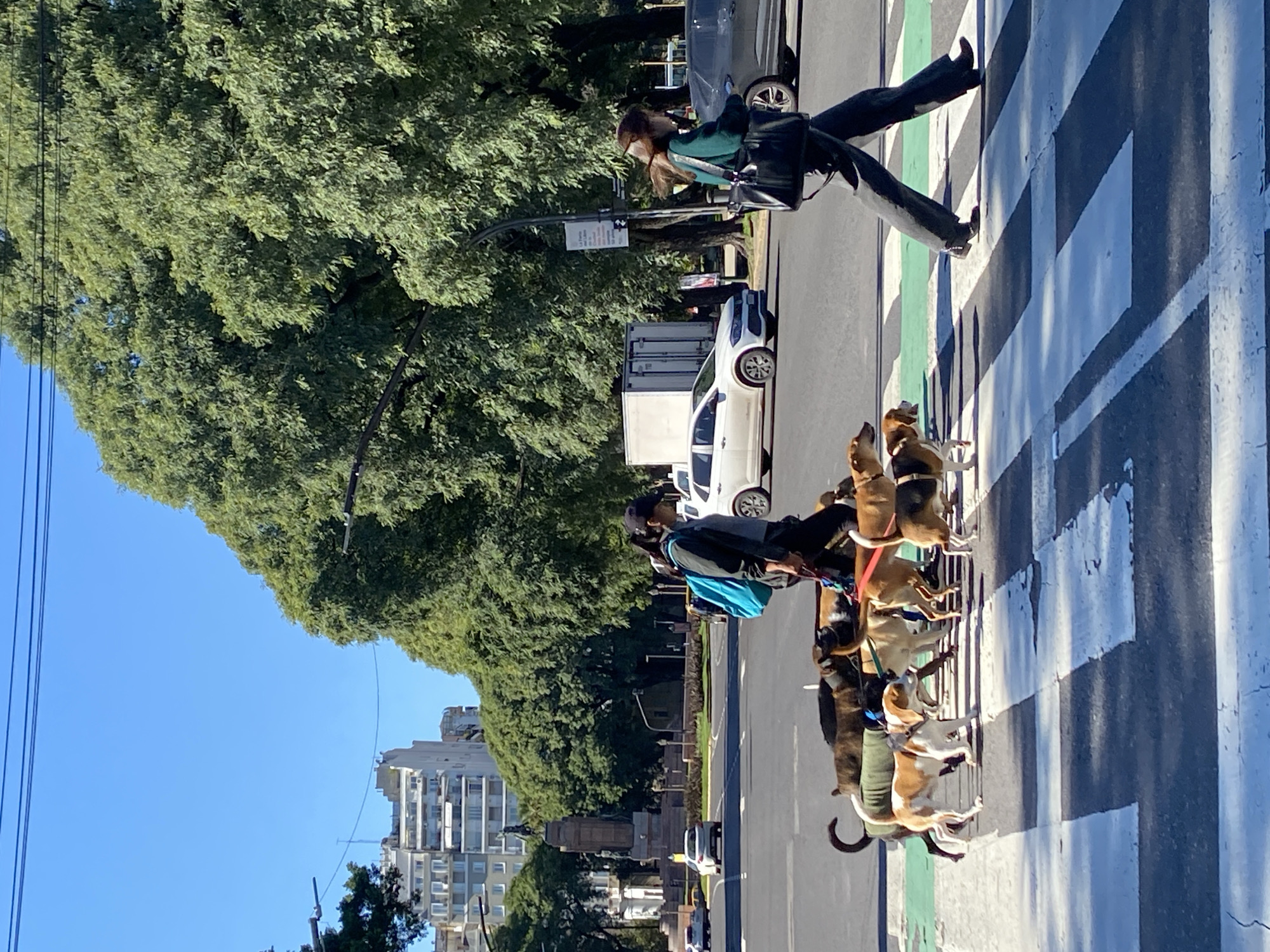Dog walkers cross street in Buenos Aires daylight