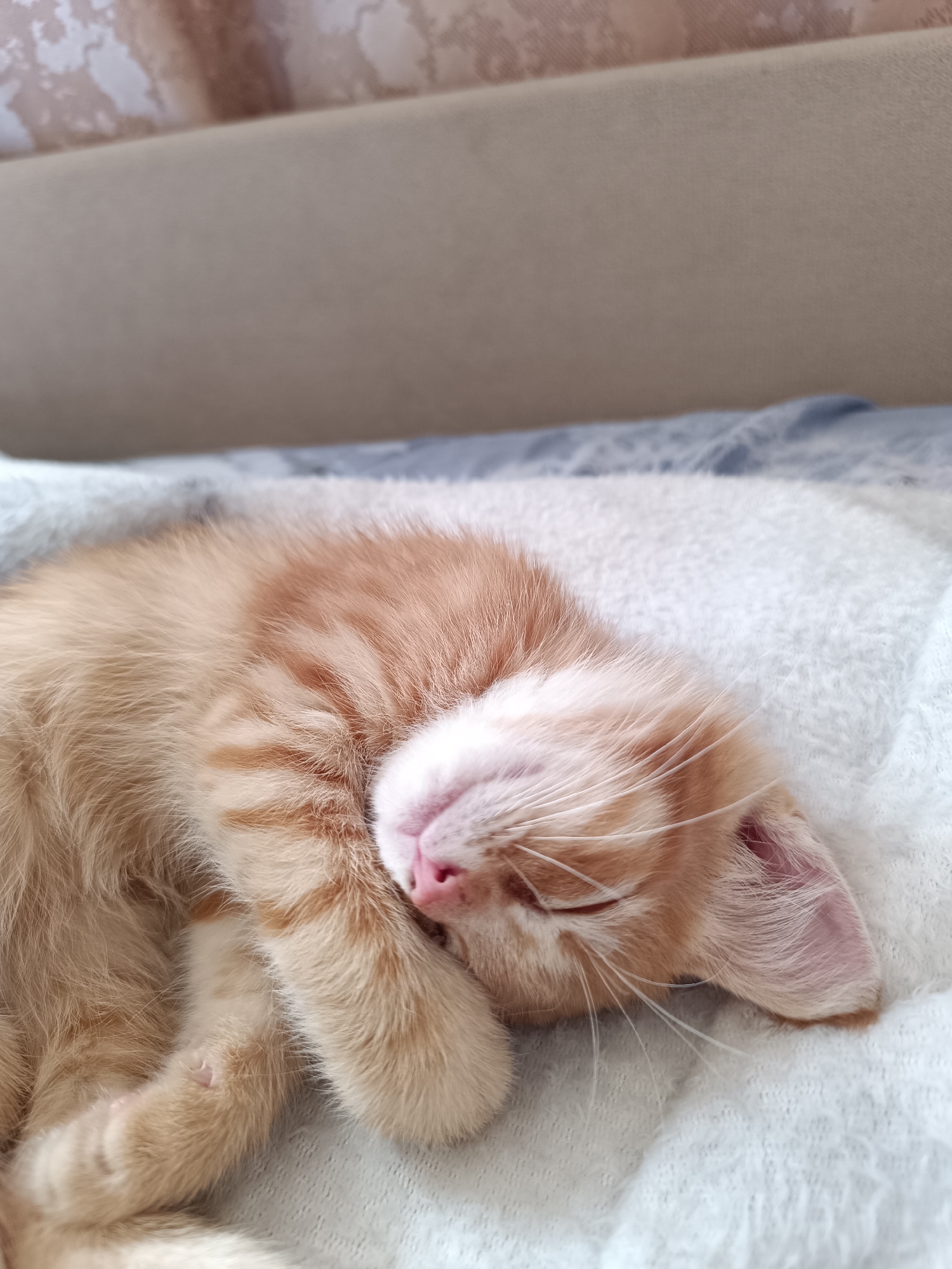 Sleeping orange tabby and dried flowers, Zelenograd