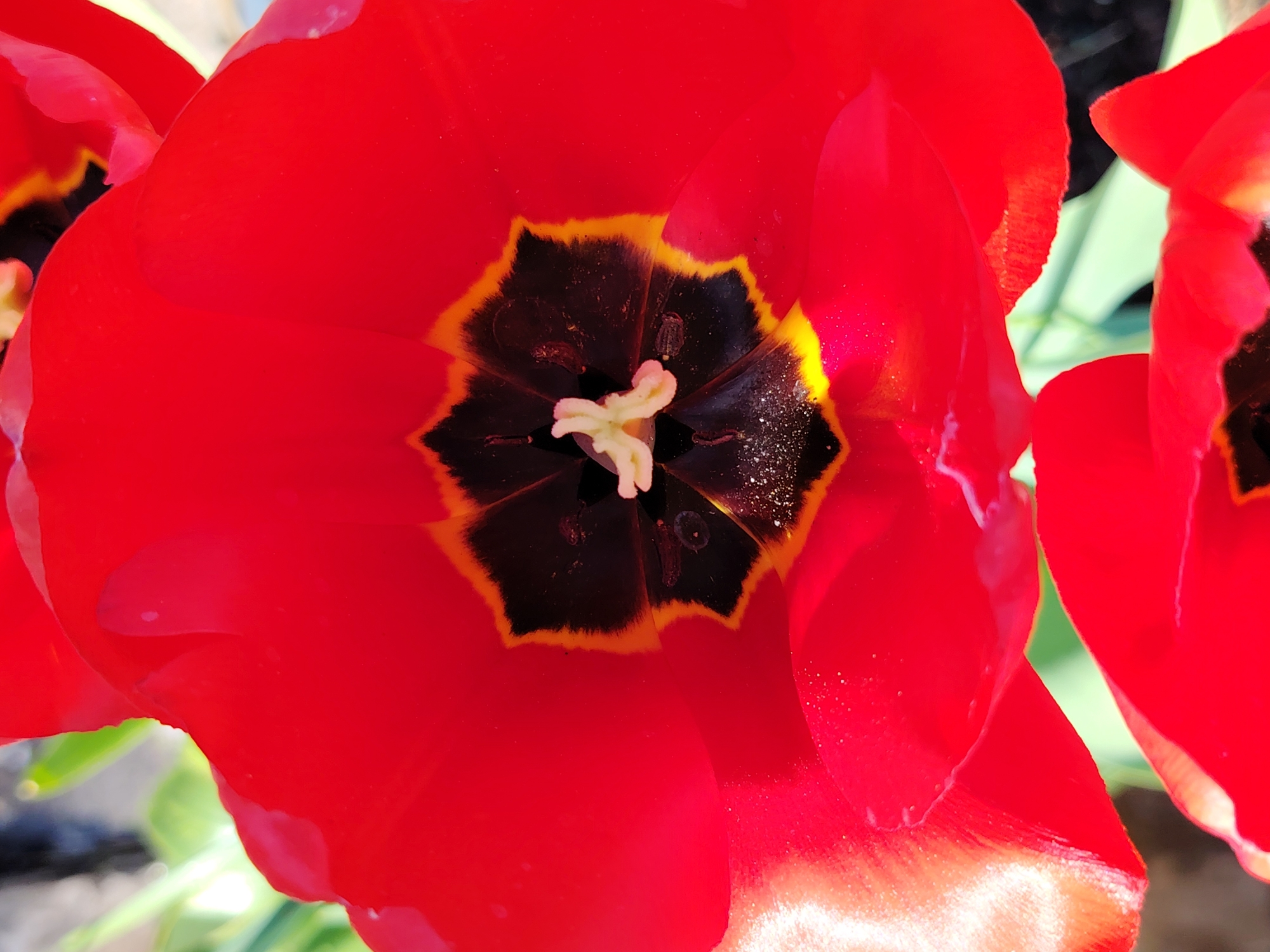 Spring blooms documented across Chaikovsky, Russia in early morning