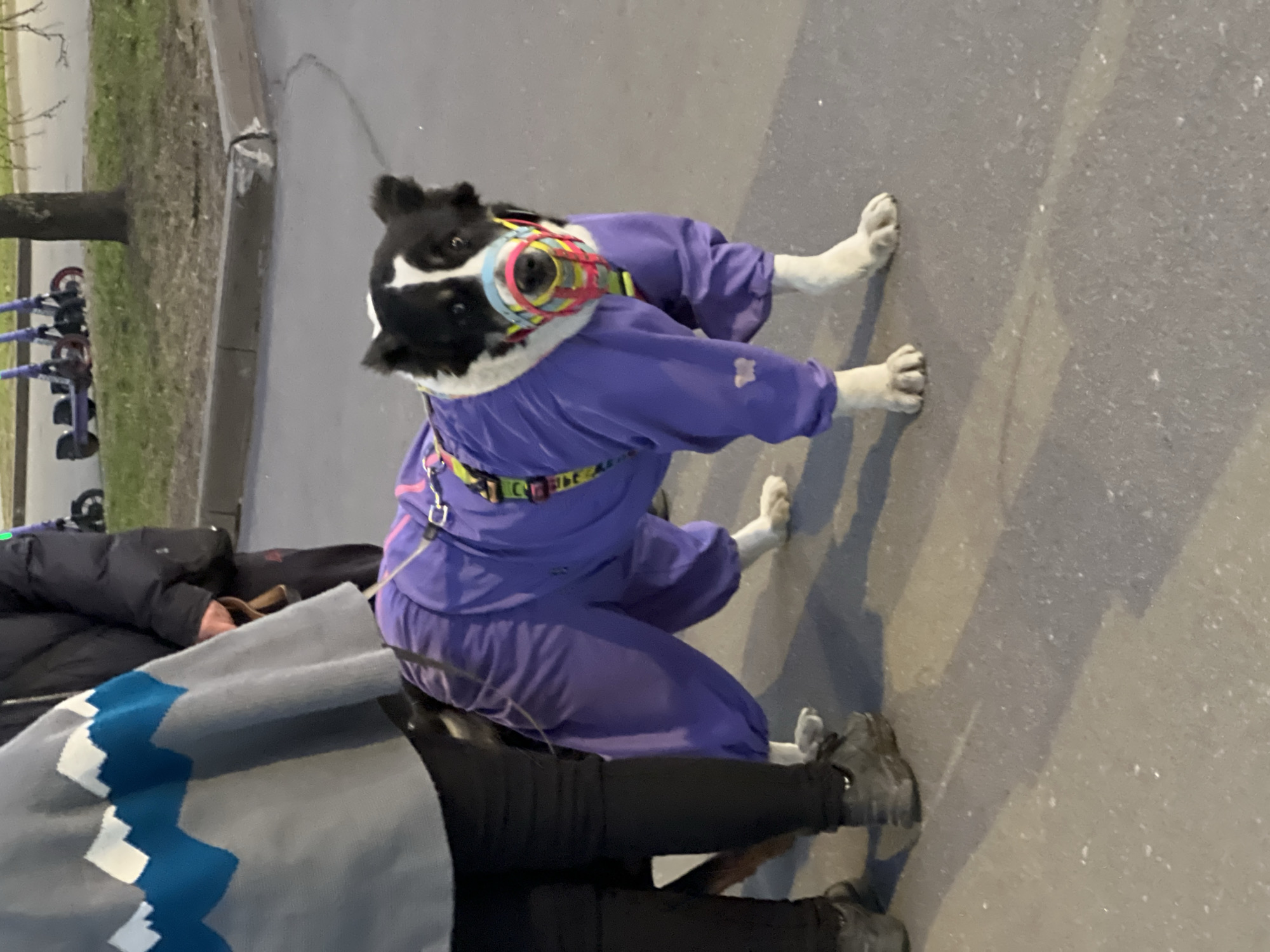 Dressed dog walks with owner on Saint Petersburg street