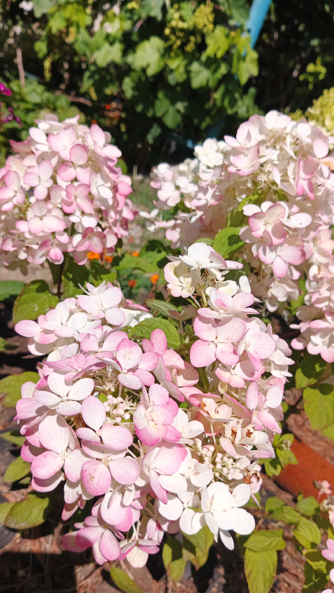 A Kryvyi Rih garden in full summer bloom