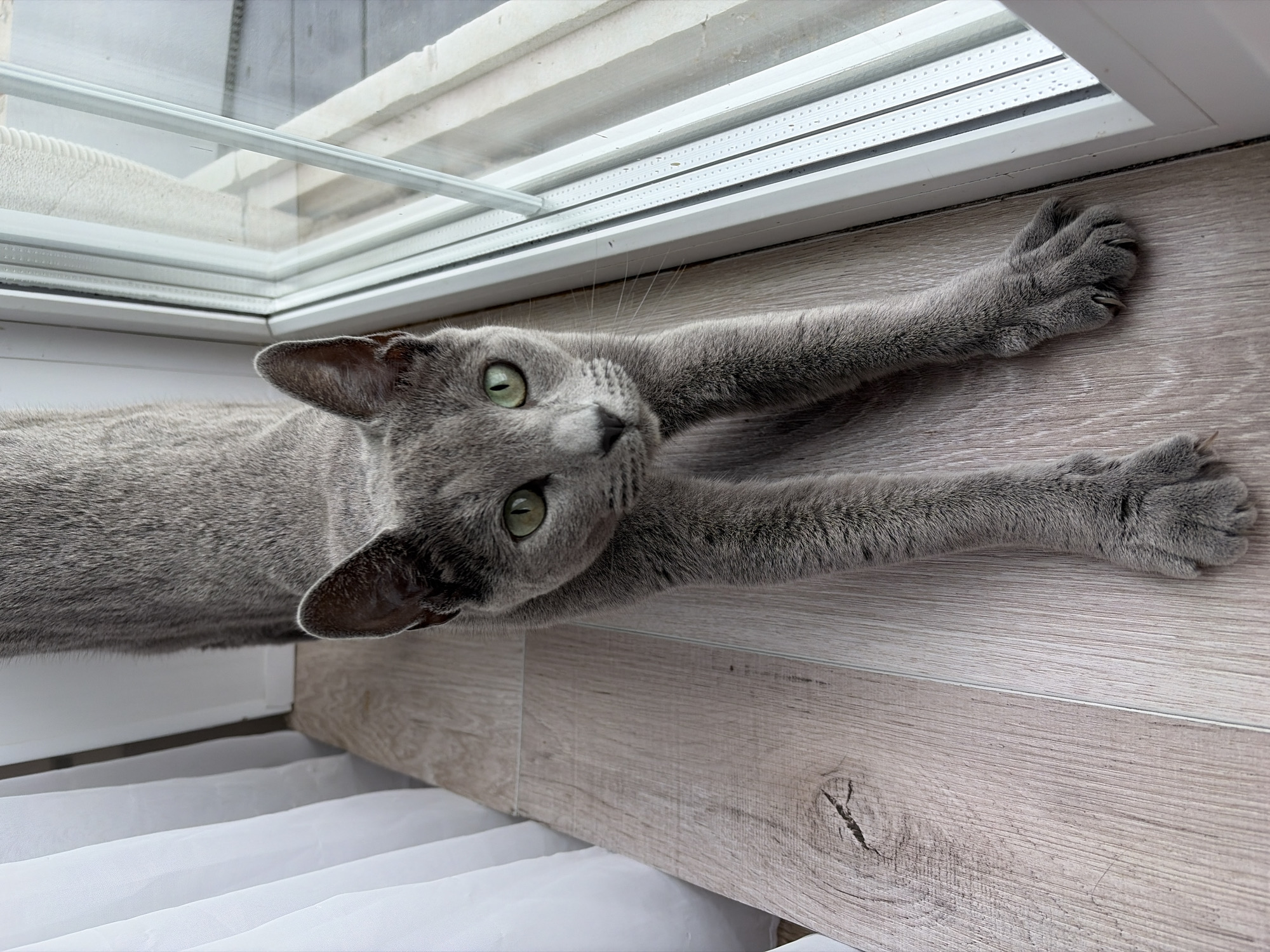 Gray cat relaxing indoors, stretching and dozing on blanket