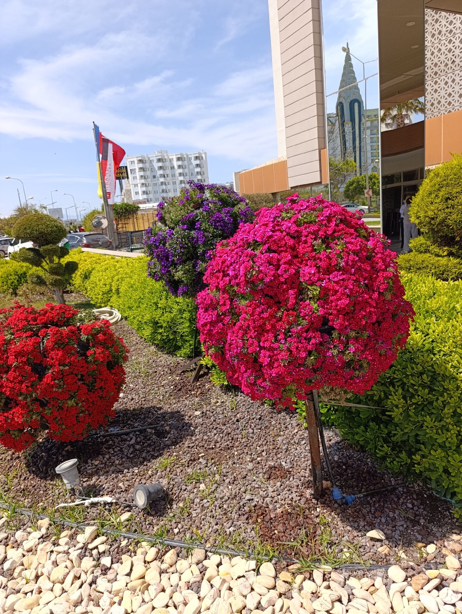Colorful spherical flower displays documented in Aksu garden scene