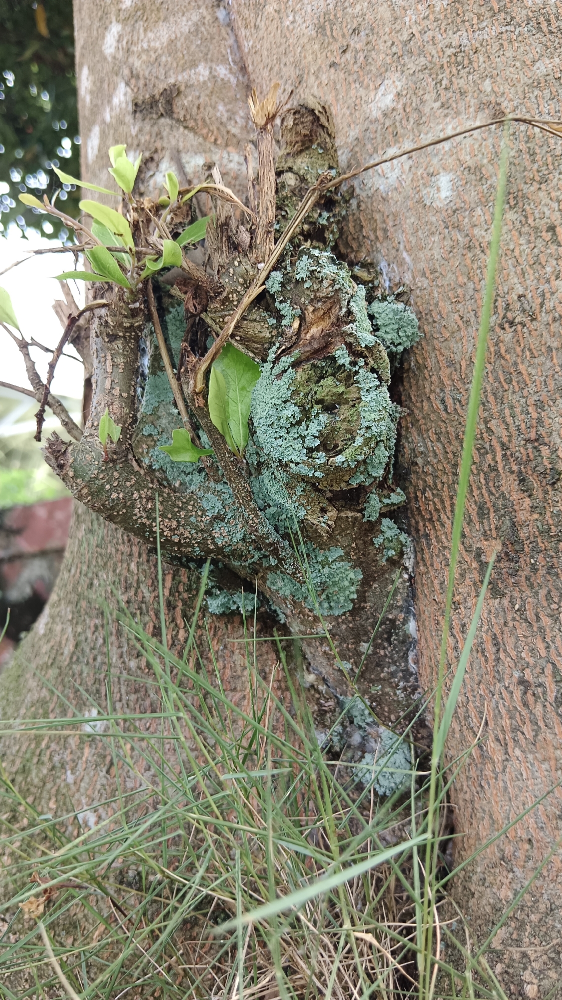 Early morning nature photography session documented in Kemang