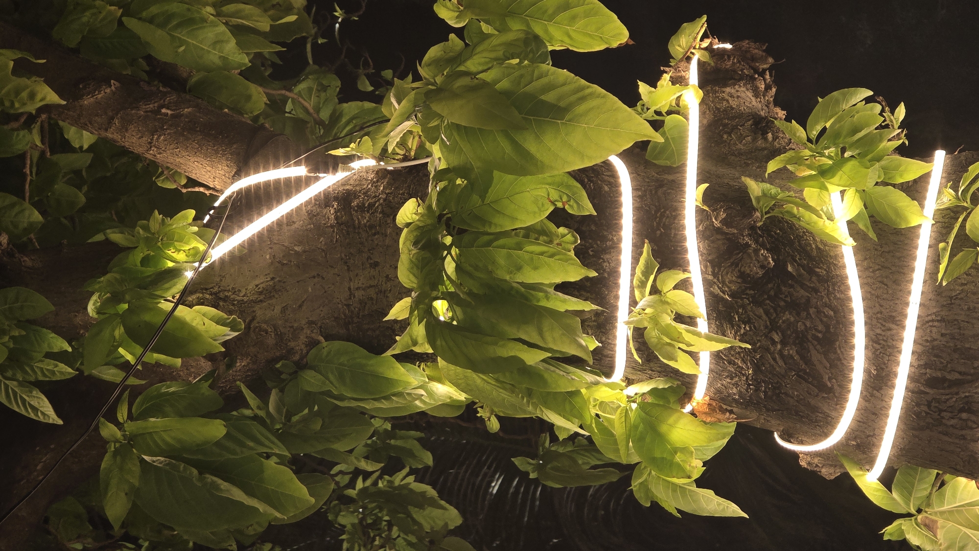 Nighttime scenes documented across illuminated Nha Trang streets and waterfront